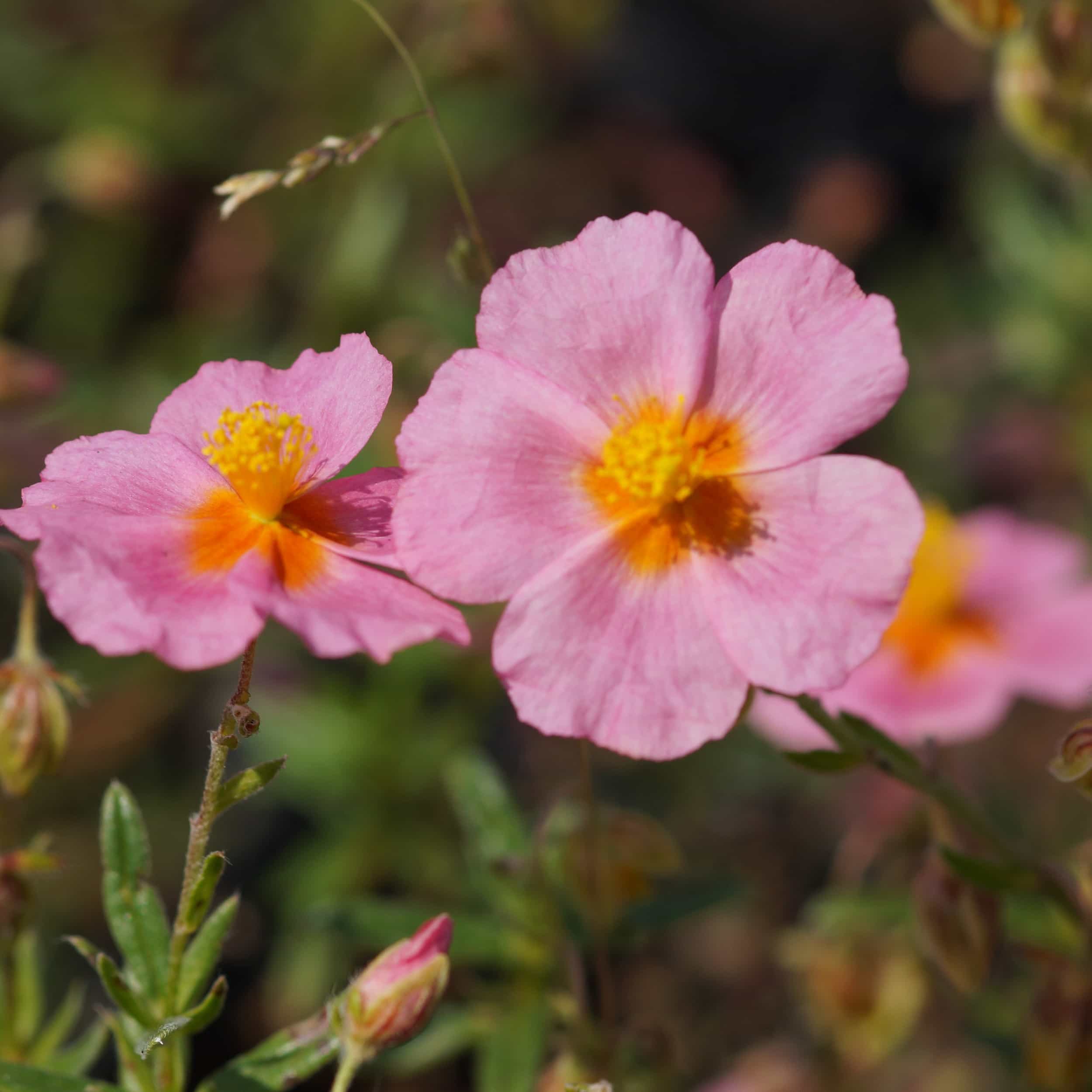 Helianthemum Hybride 'Lawrensons Pink' - Sonnenröschen