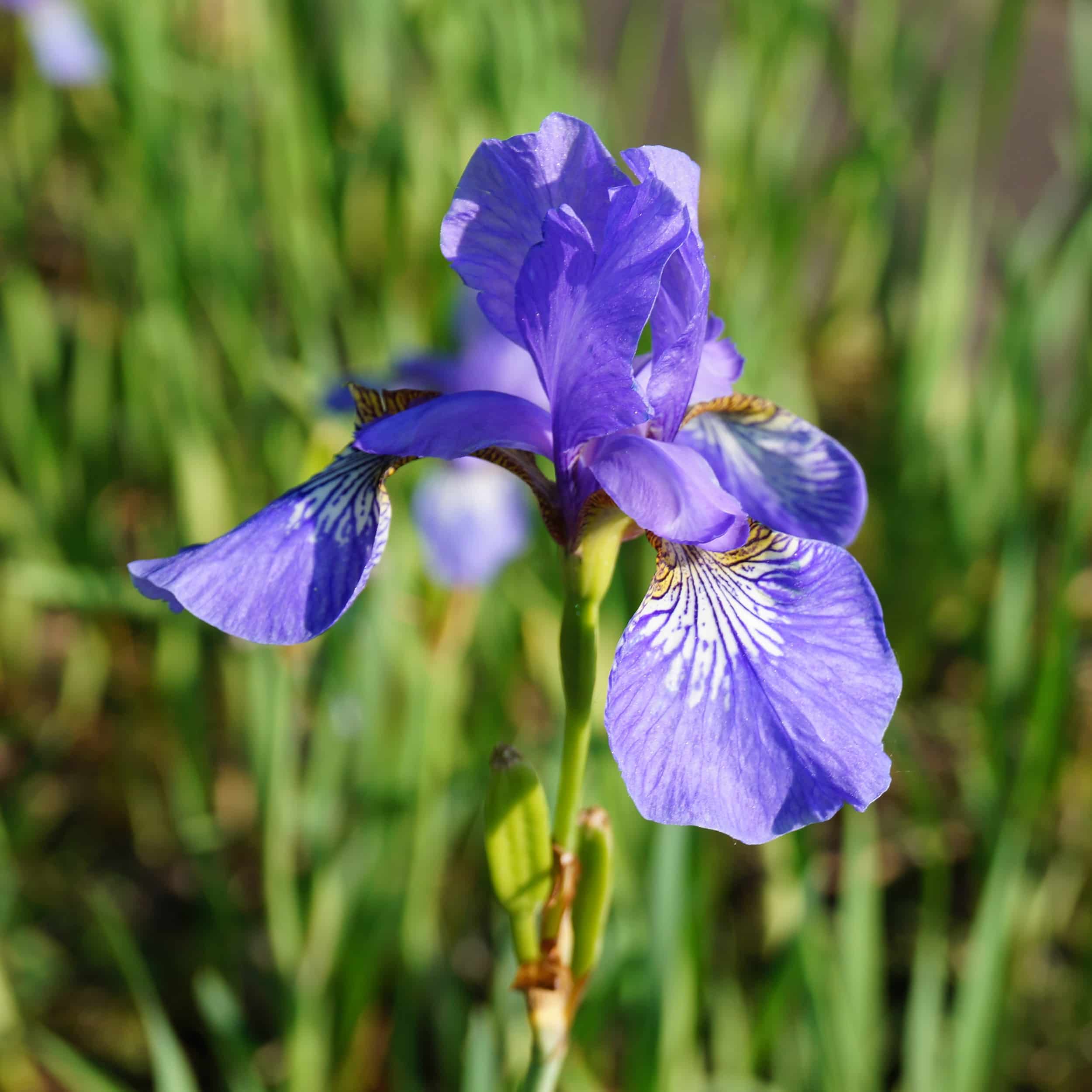 Iris sibirica 'Strandperle' - Wiesenschwertlilie