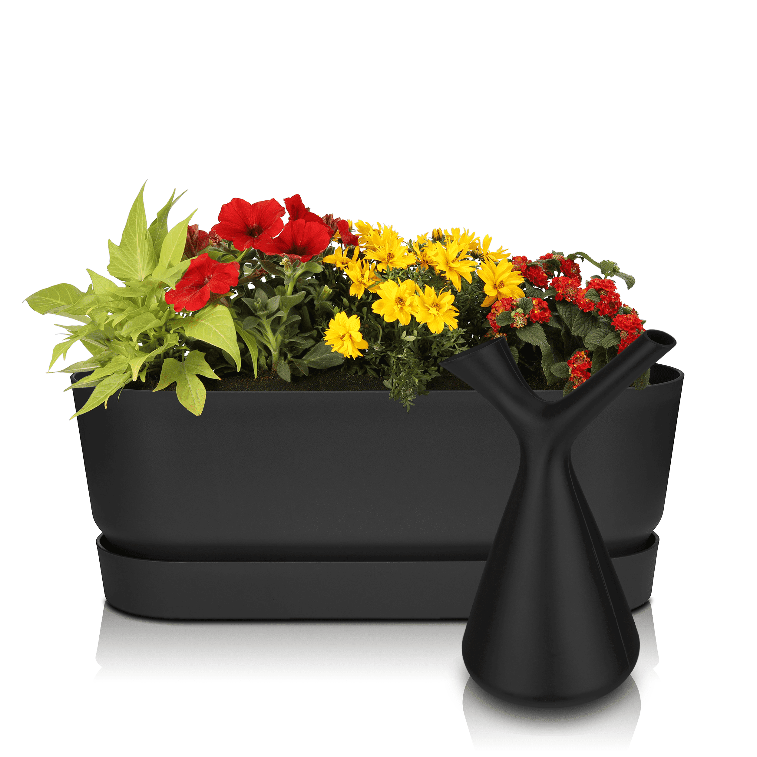 Sommerblumen Geschenk-Set Greenville schwarz 50 cm Überraschung Halbschatten