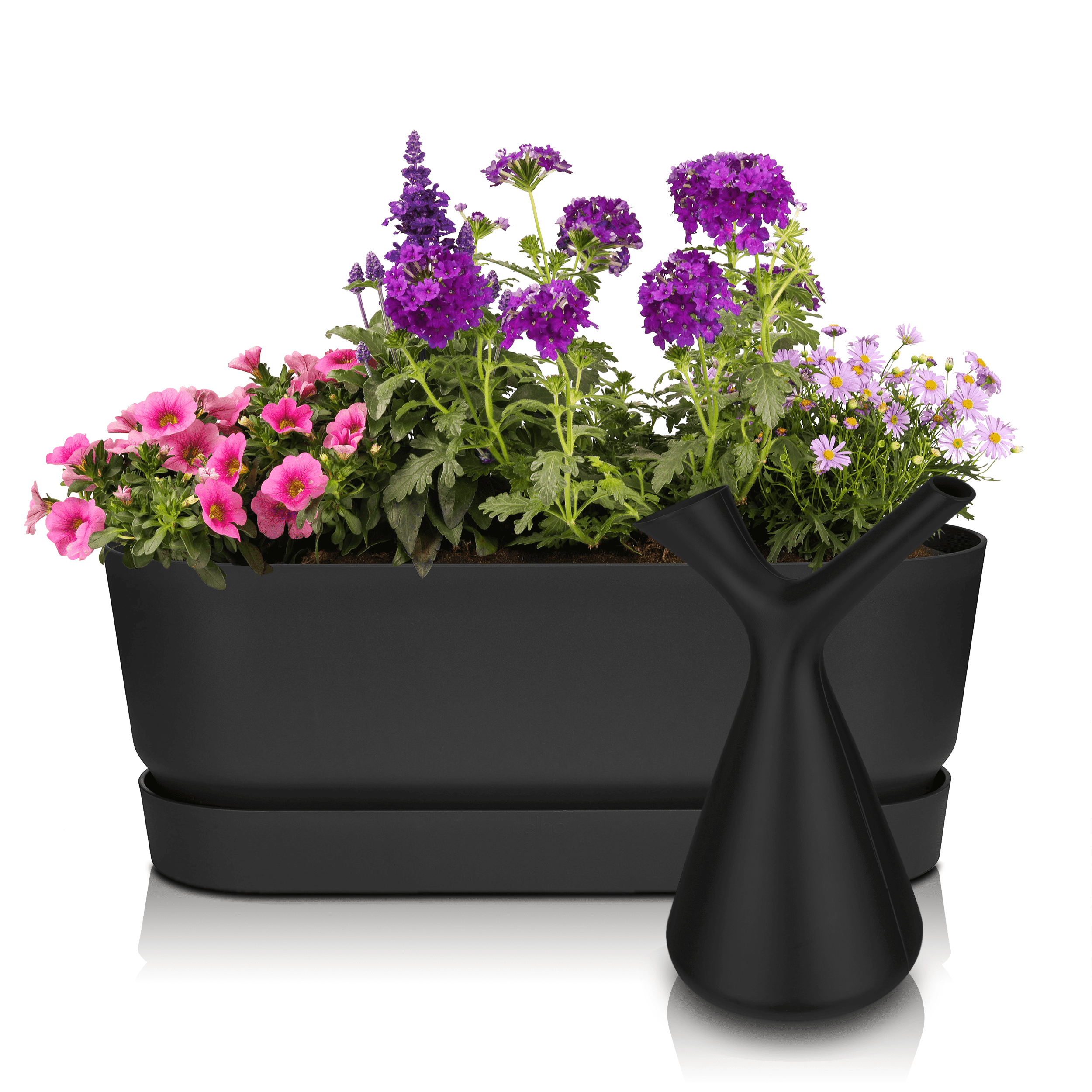 Sommerblumen Geschenk-Set Greenville schwarz 50 cm lila/rosa Sonne