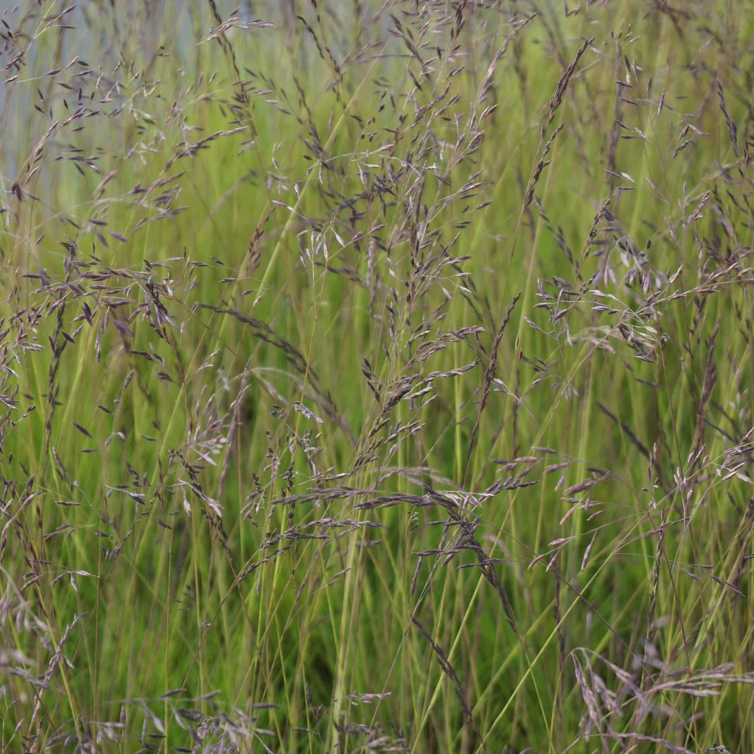 Festuca amethystina - Regenbogenschwingel