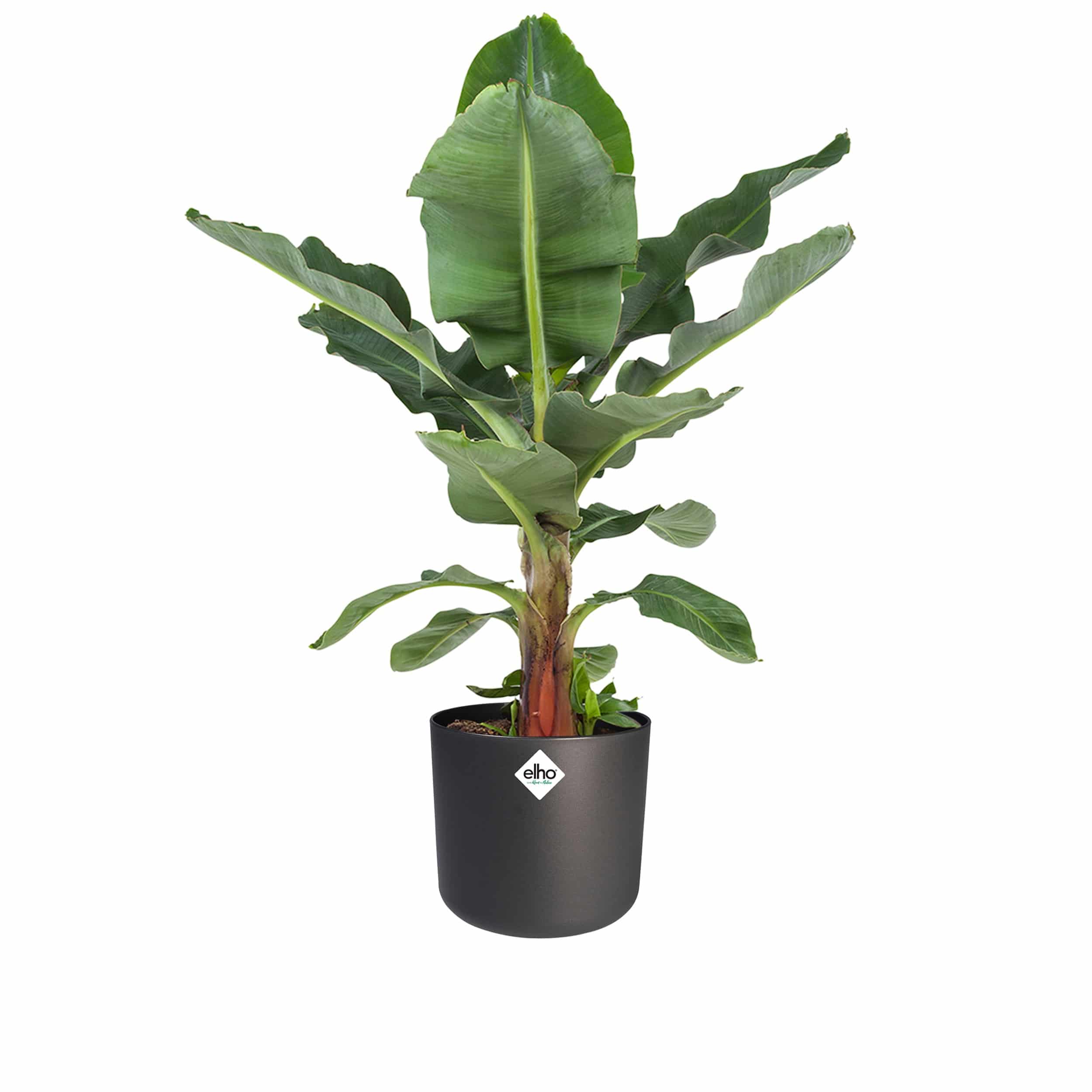 Musa 'Dwarf Cavendish' - Bananenpflanze im ELHO-Übertopf (anthrazit) 27 cm Topf