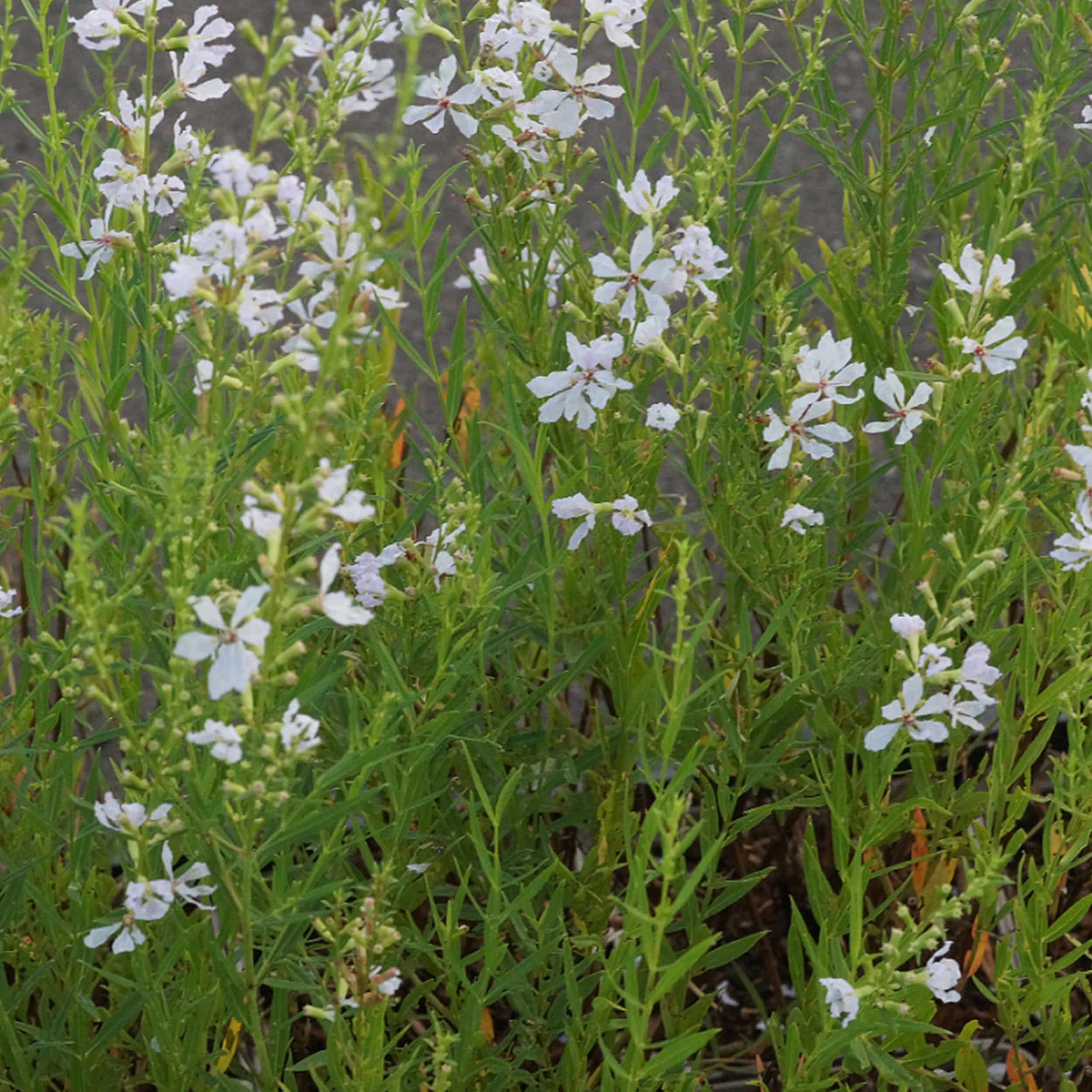 Lythrum virgatum 'White Swirl' - Weißer Ruten-Weiderich