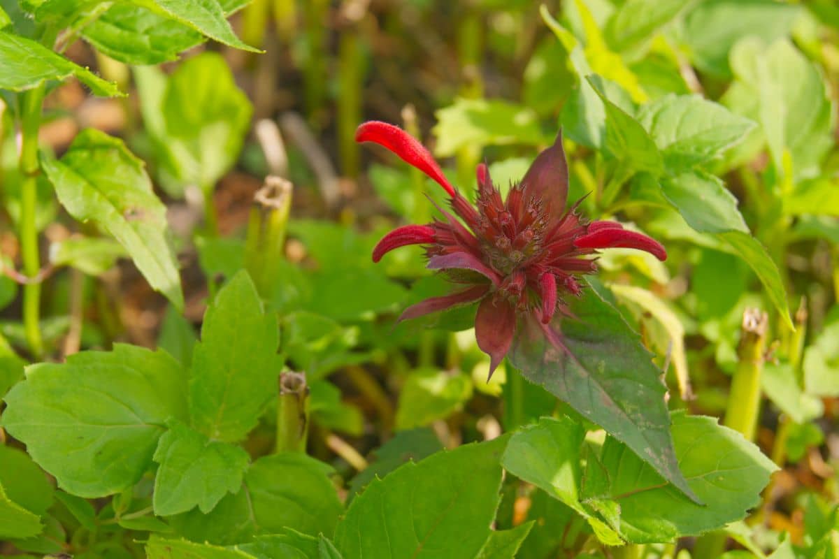 Monarda Fistulosa-Hybr. 'Gardenview Scarlet' - Goldmelisse