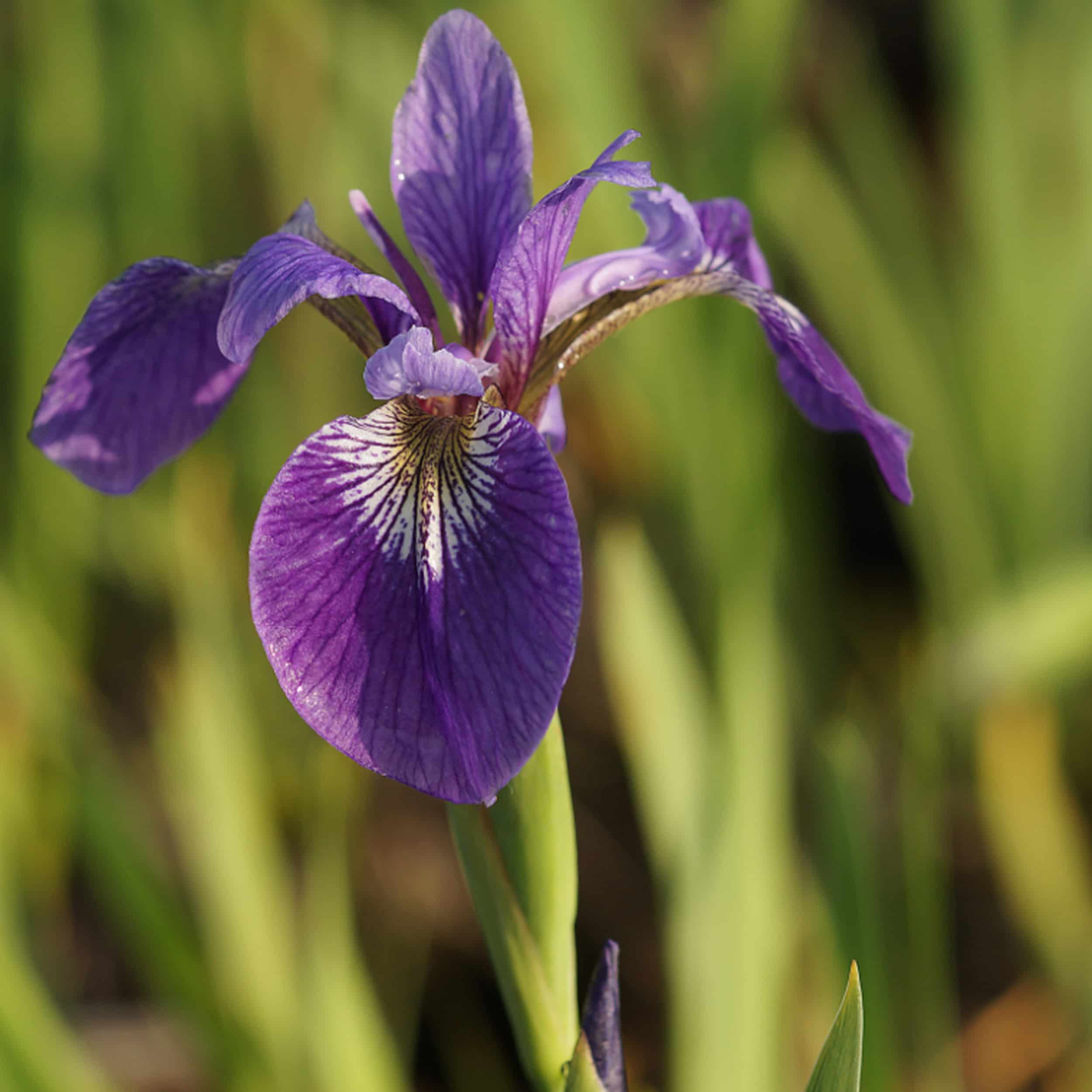 Iris versicolor - Amerika-Sumpfschwertlilie