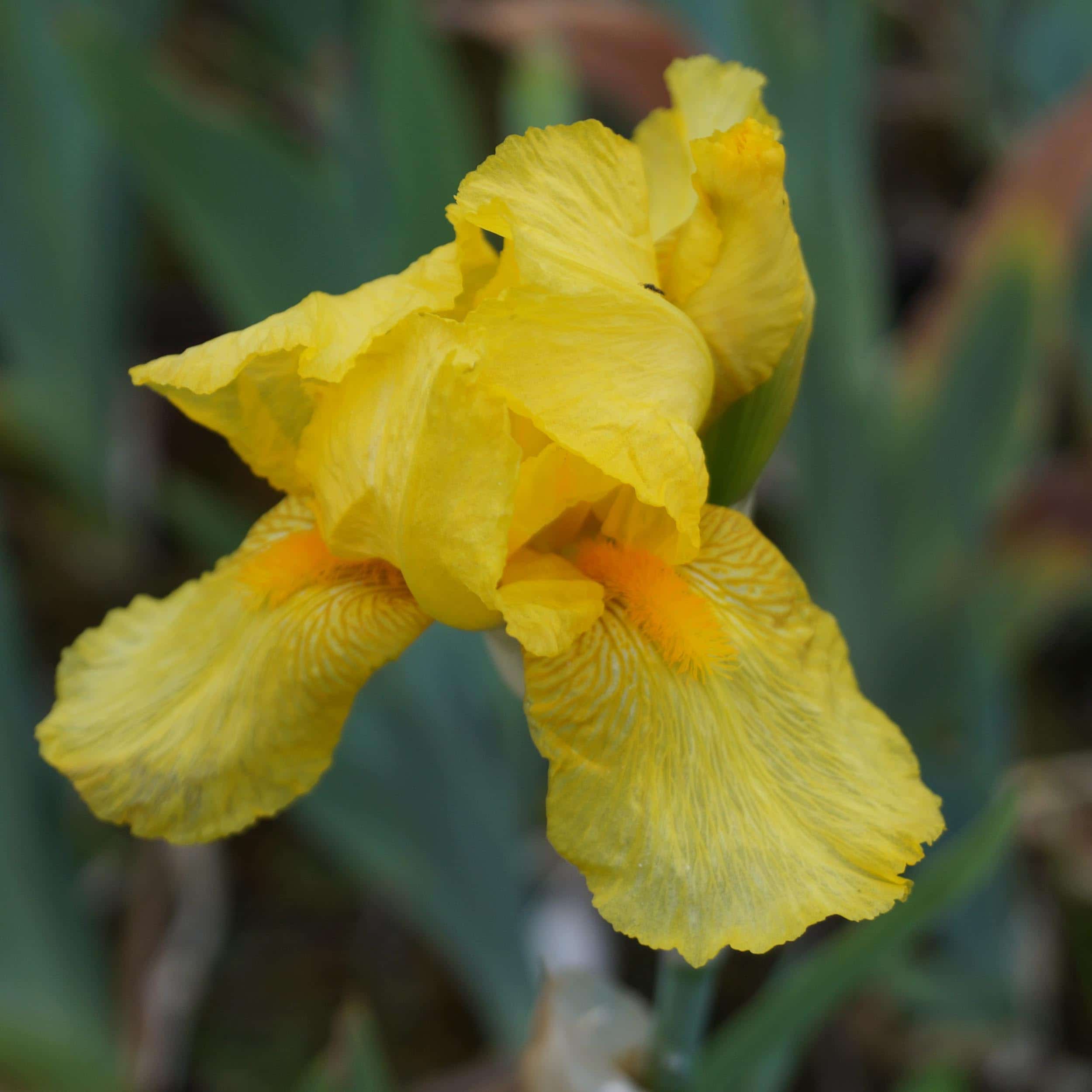 Iris barbata-elatior 'Yellow Star'  - Hohe Bartschwertlilie
