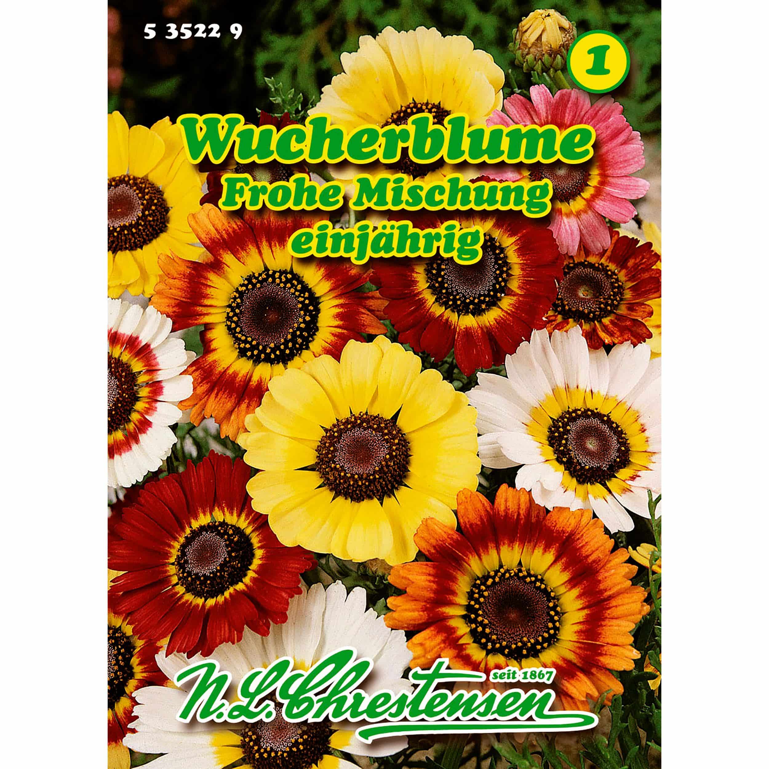 Chrysanthemum car., Wucherblume, Frohe Mischung