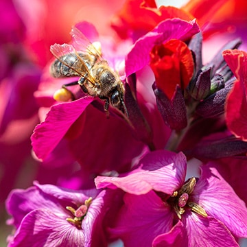 Biene auf rosa Goldlack