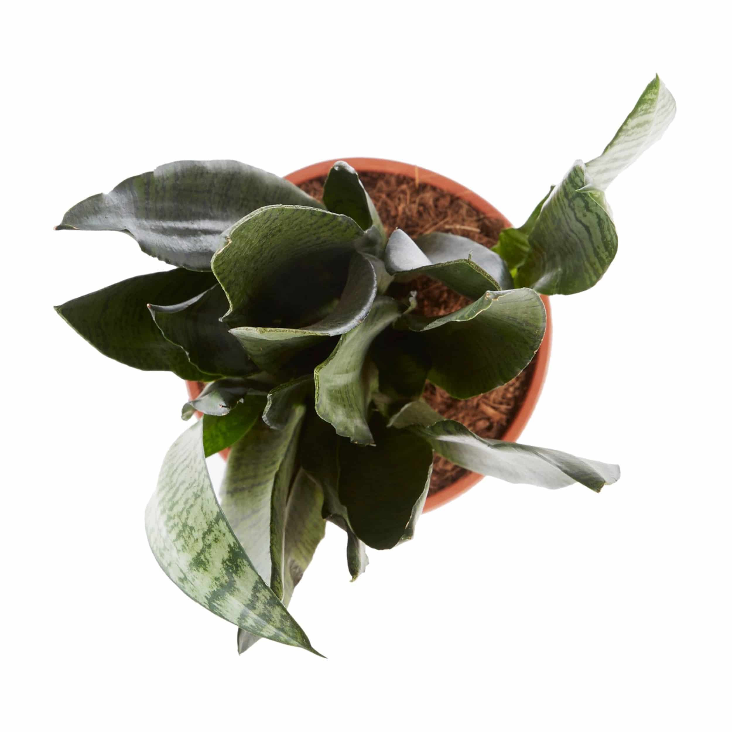 Sanseveria zeylanica Eco - Bogenhanf 14 cm Topf