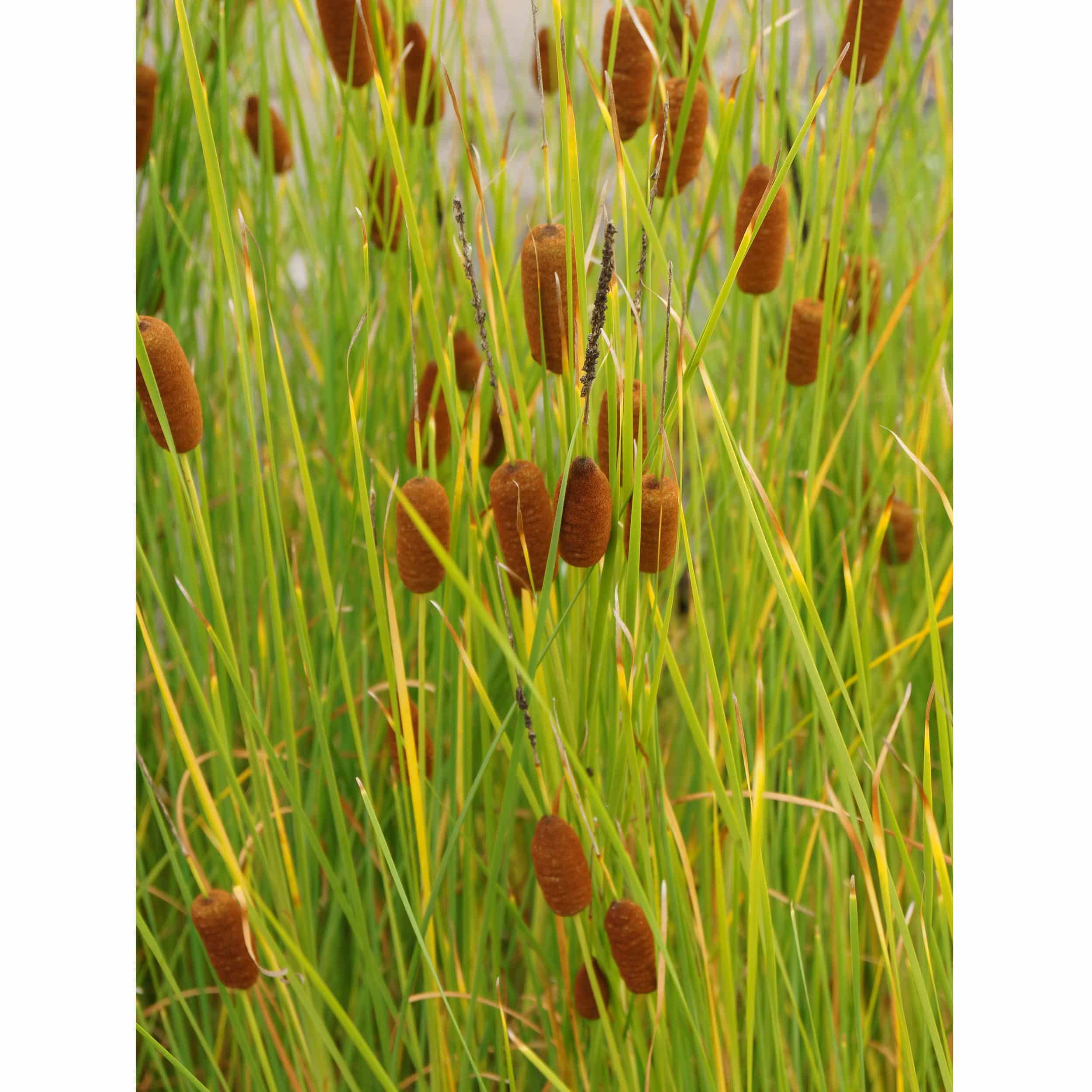 Typha gracilis - Zierlicher Rohrkolben