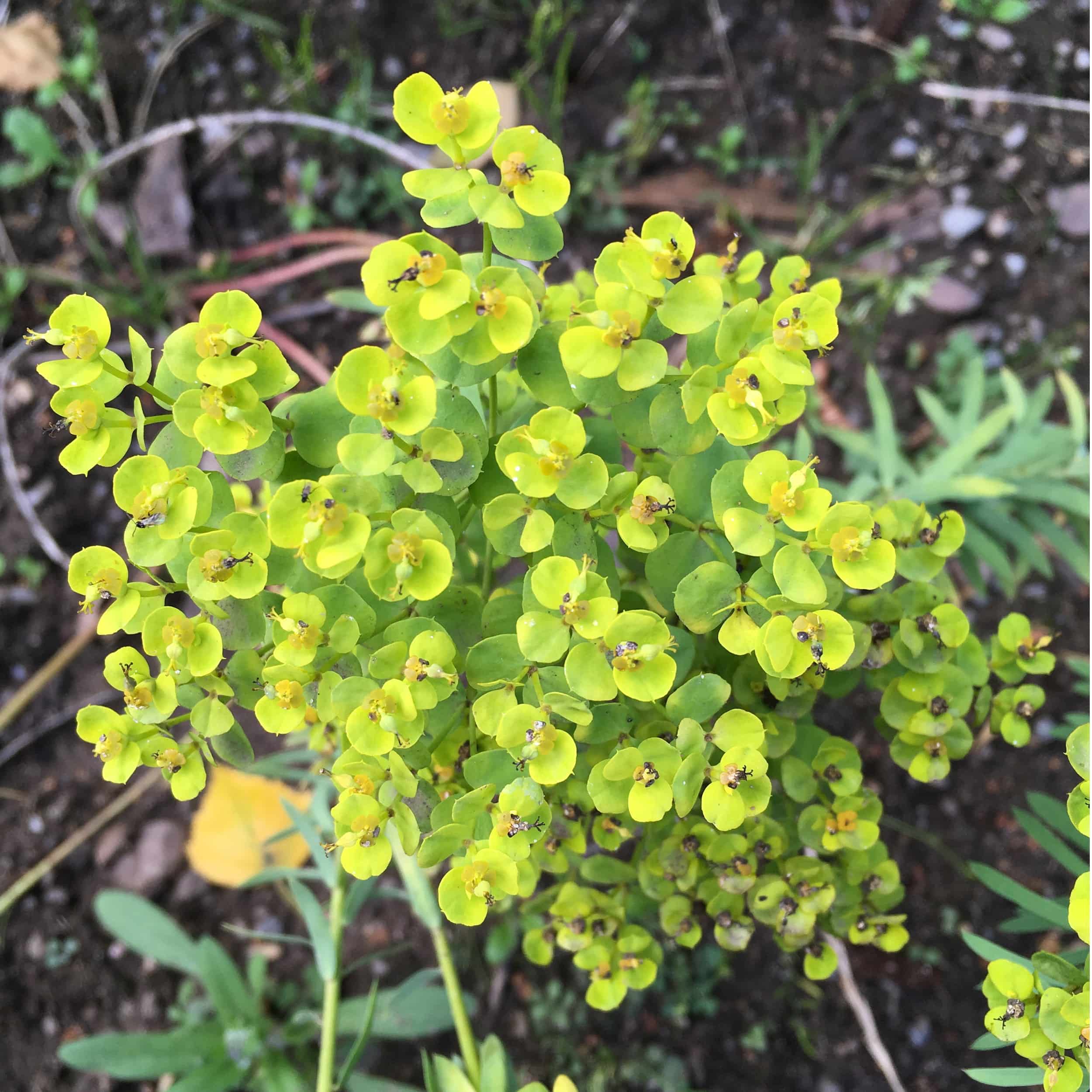 Euphorbia seguieriana niciciana - Steppen-Wolfsmilch