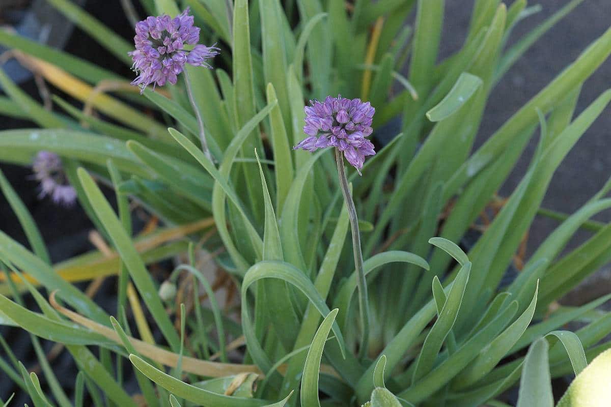 Allium senescens  - Berglauch, Johannislauch