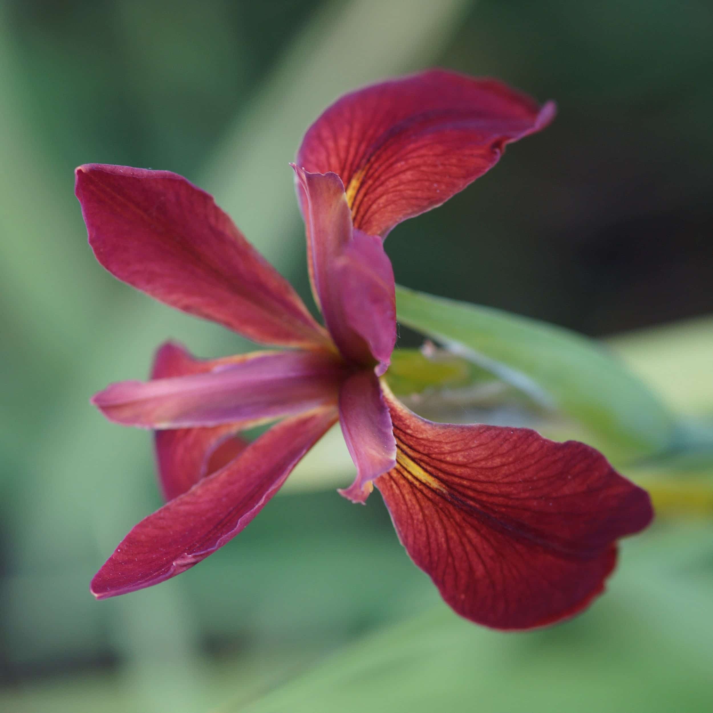 Iris fulva - Schwertlilie