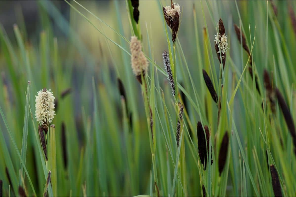 Carex acutiformis - Scharfkantige Segge