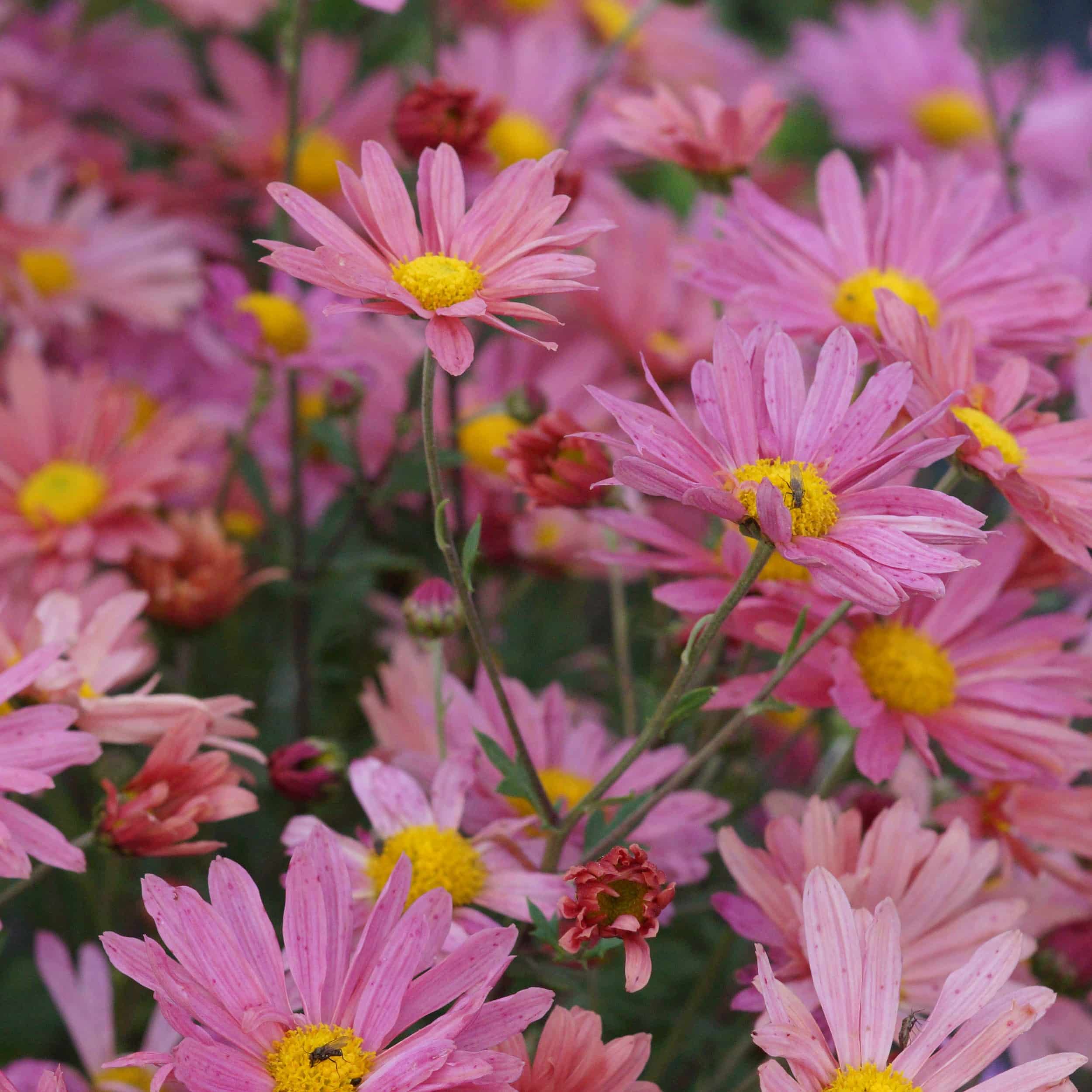 Chrysanthemum Indicum-Hybr. 'Steinbacher Auslese' - Winteraster