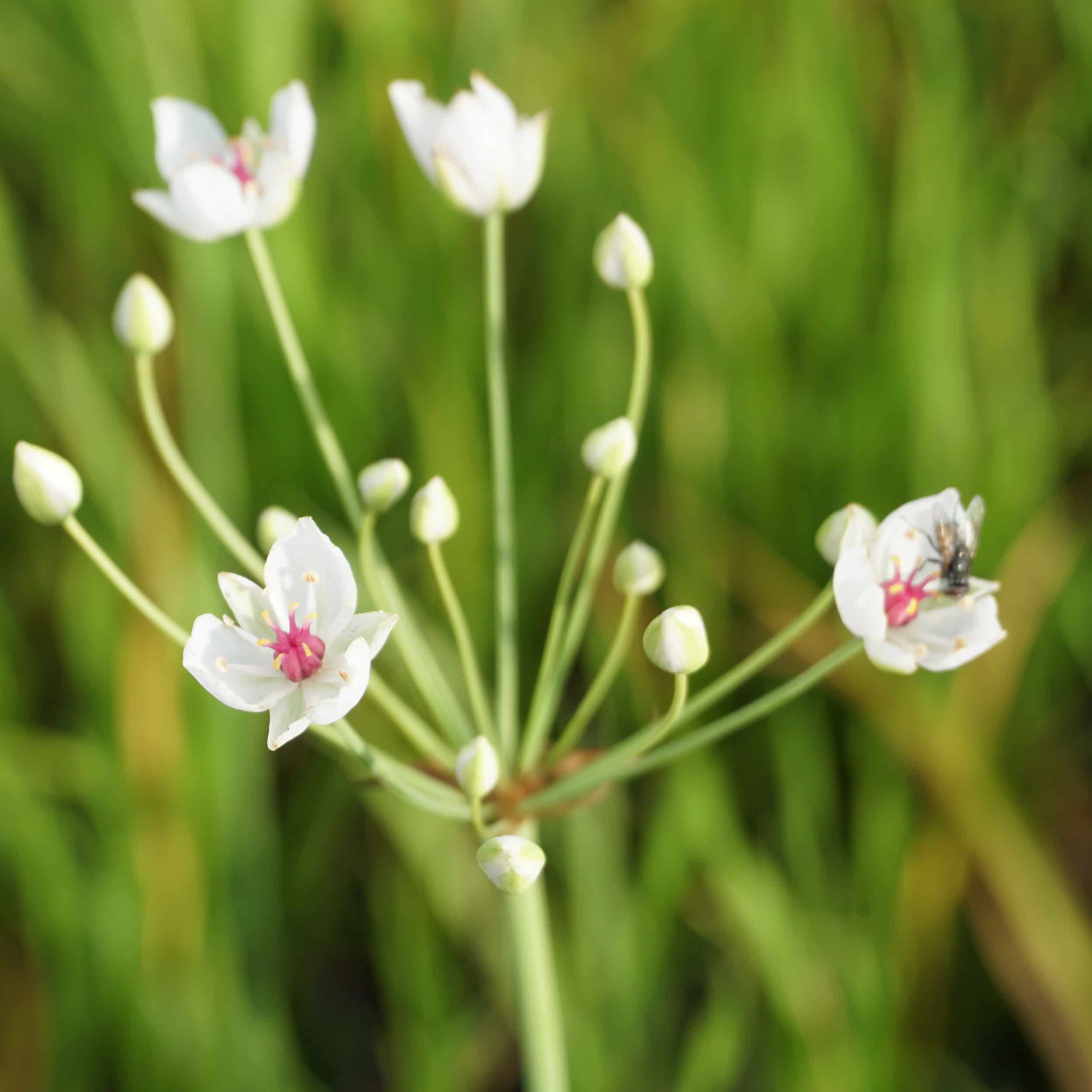 Butomus umbellatus 'Schneeweisschen' - Blumenbinse, Schwanenblume