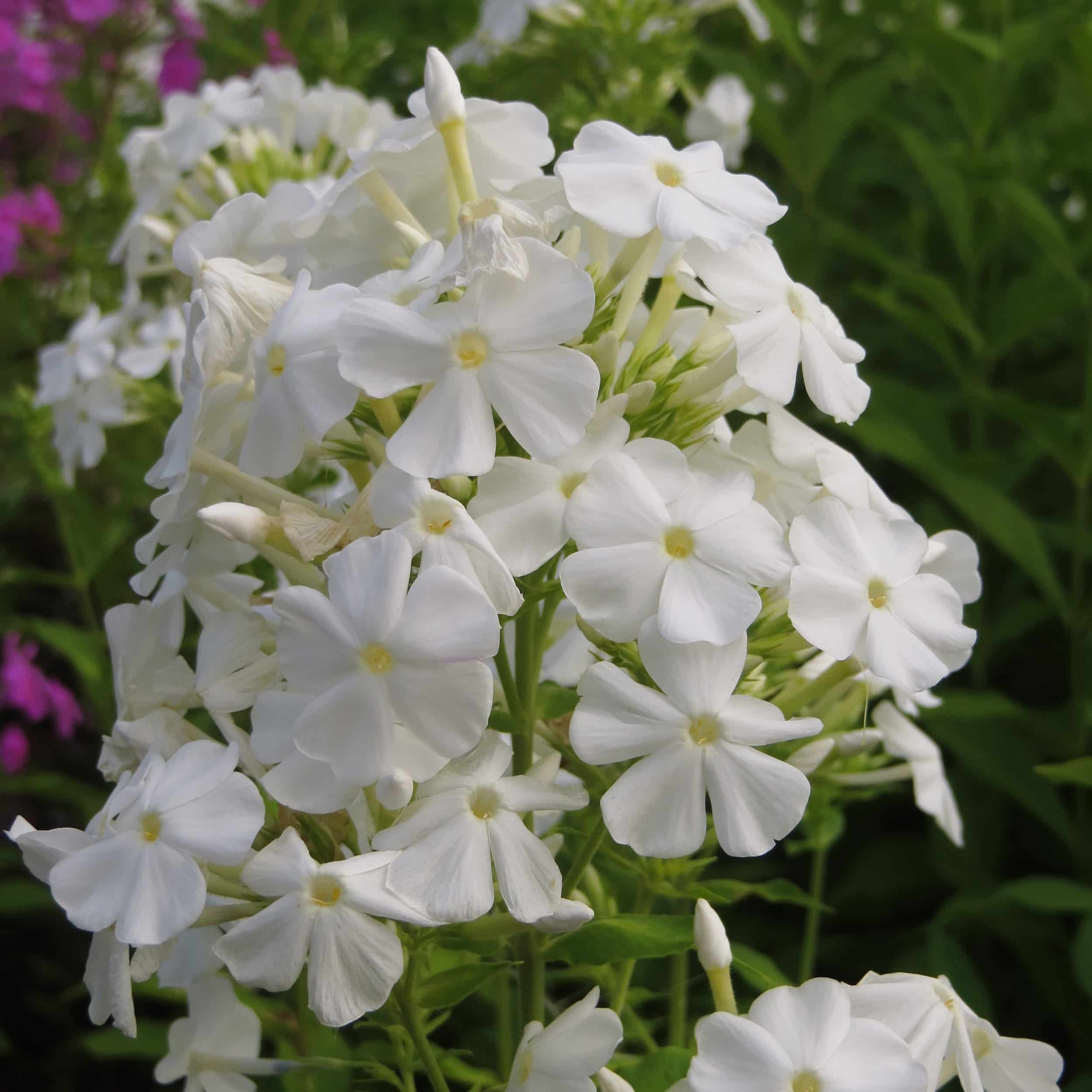 Phlox amplifolia 'Weiße Wolke' - Breitblatt-Flammenblume