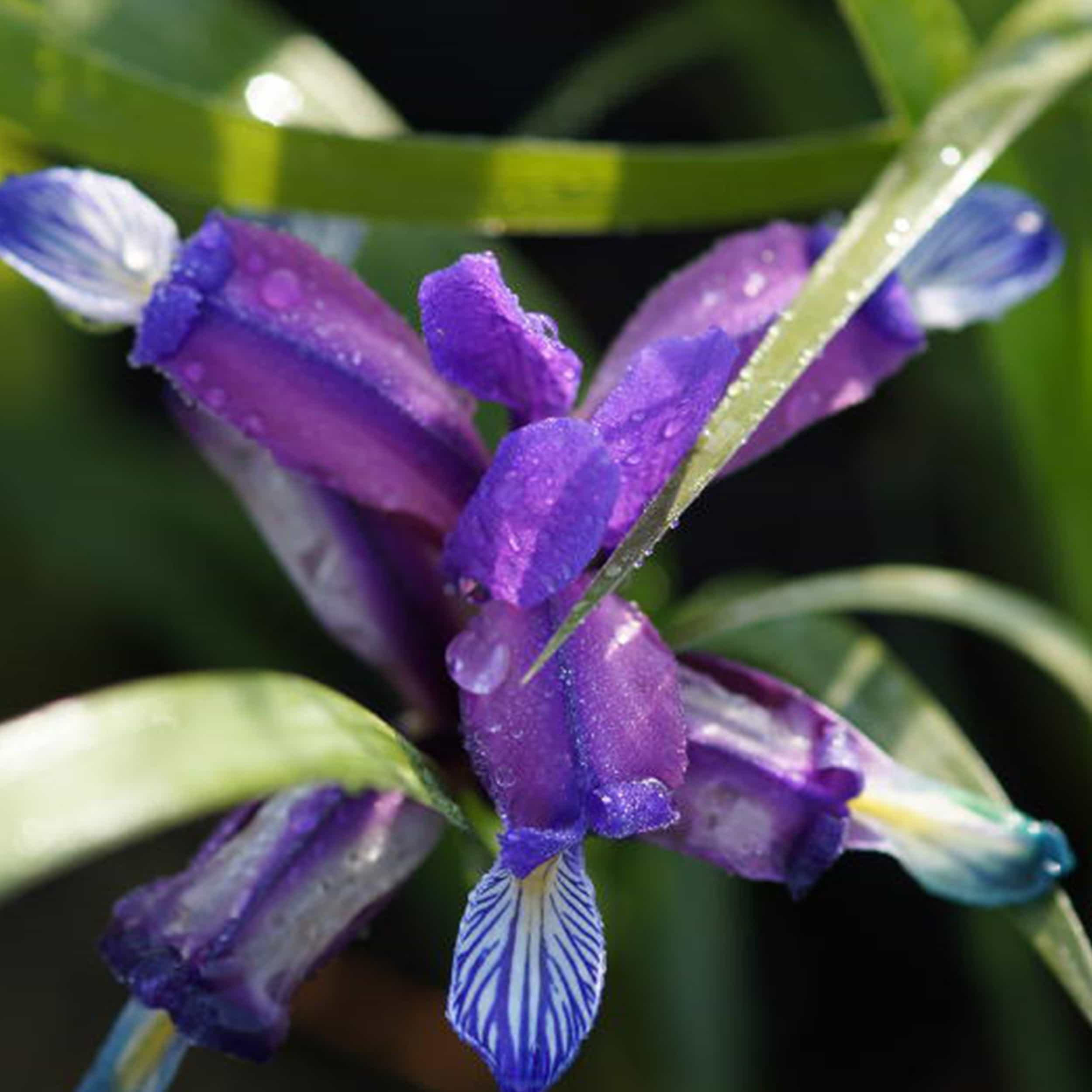 Iris graminea - Grasblättrige Schwertlilie