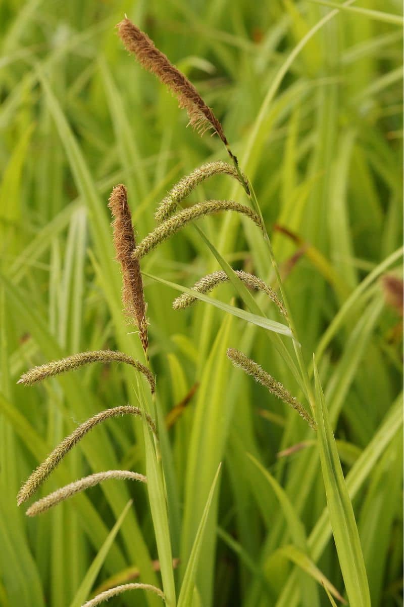 Carex pendula - Riesen-Segge, Hängende Segge