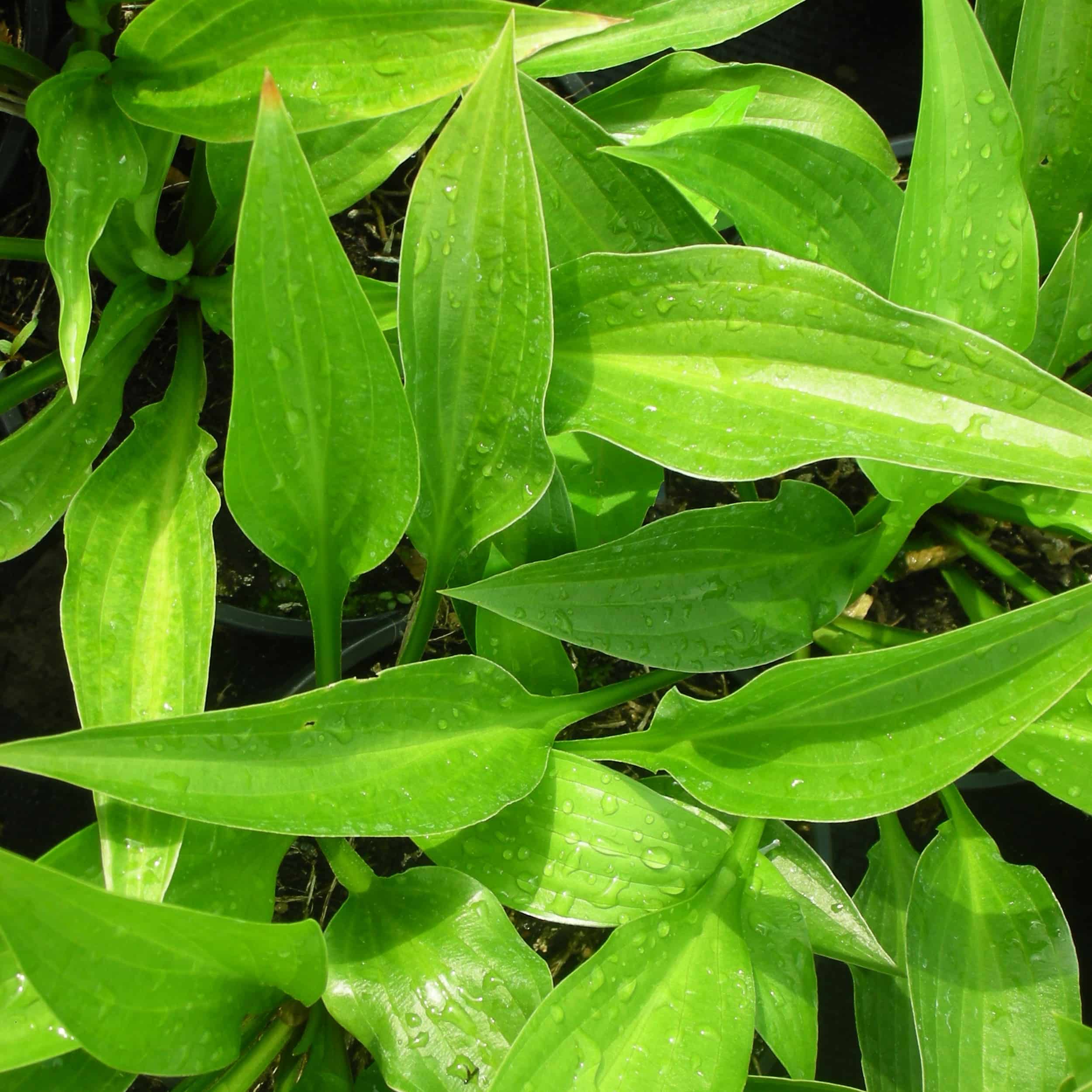 Hosta lancifolia - Funkie