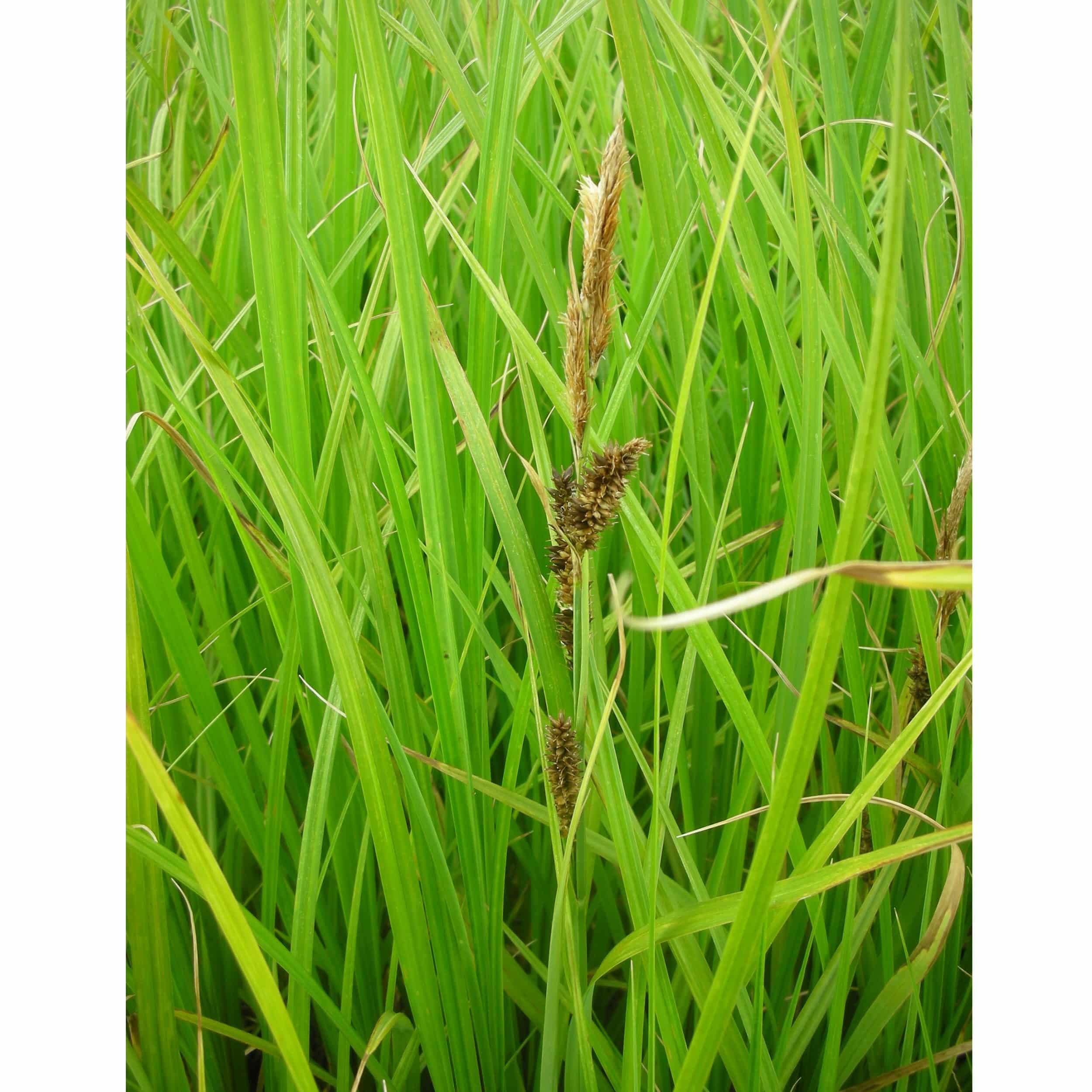 Carex riparia - Ufer-Segge
