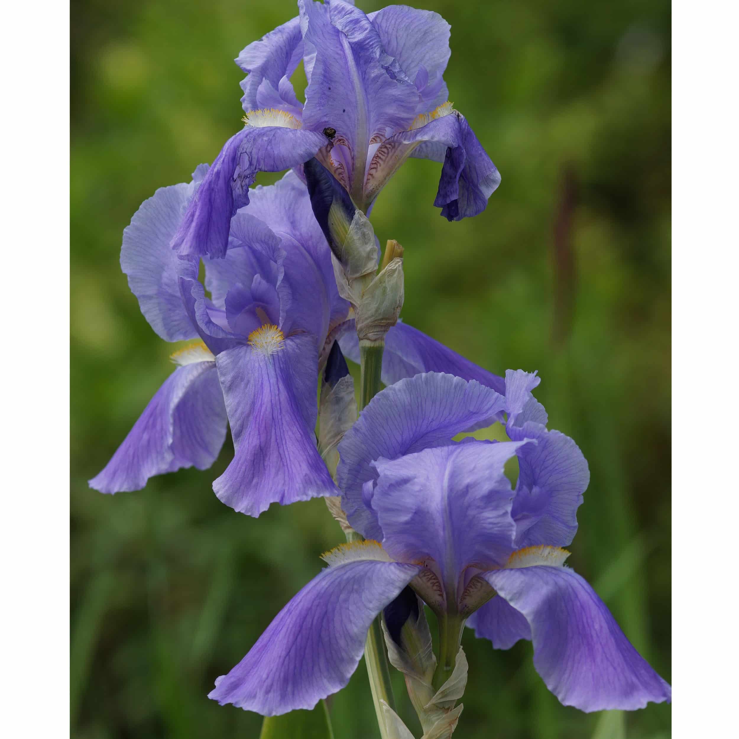 Iris pallida 'Variegata' - Panaschierte Schwertlilie