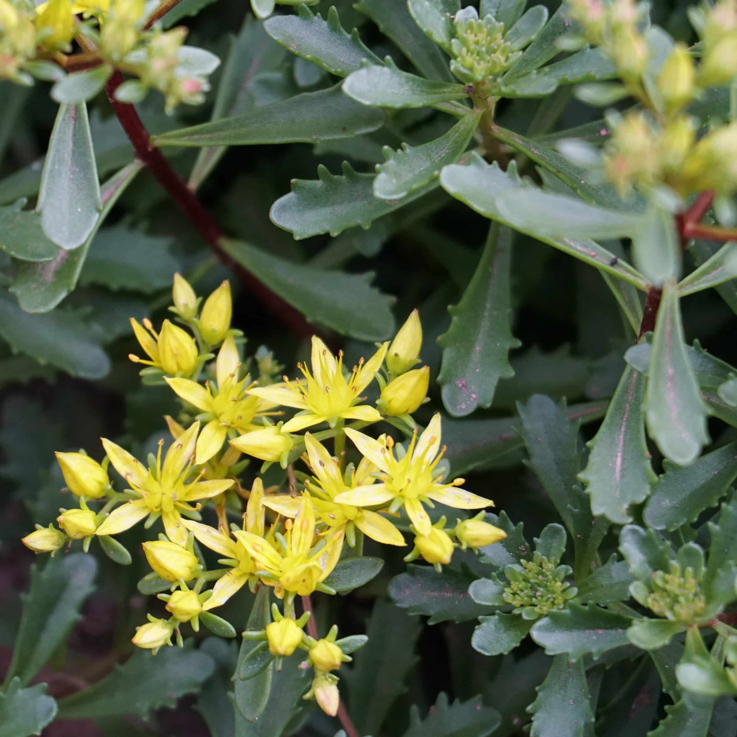 Sedum floriferum 'Weihenstephaner Gold' - Gold-Fetthenne