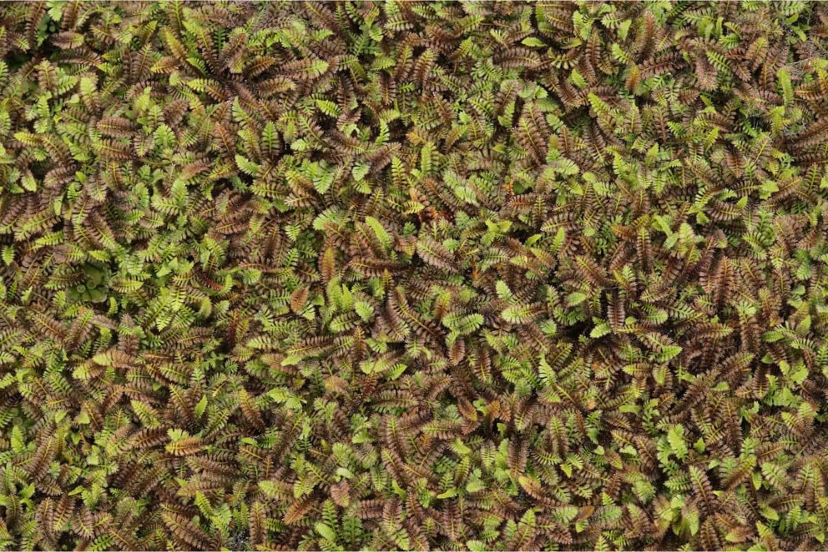 Leptinella squalida 'Platts Black' - Farn-Fiederpolster