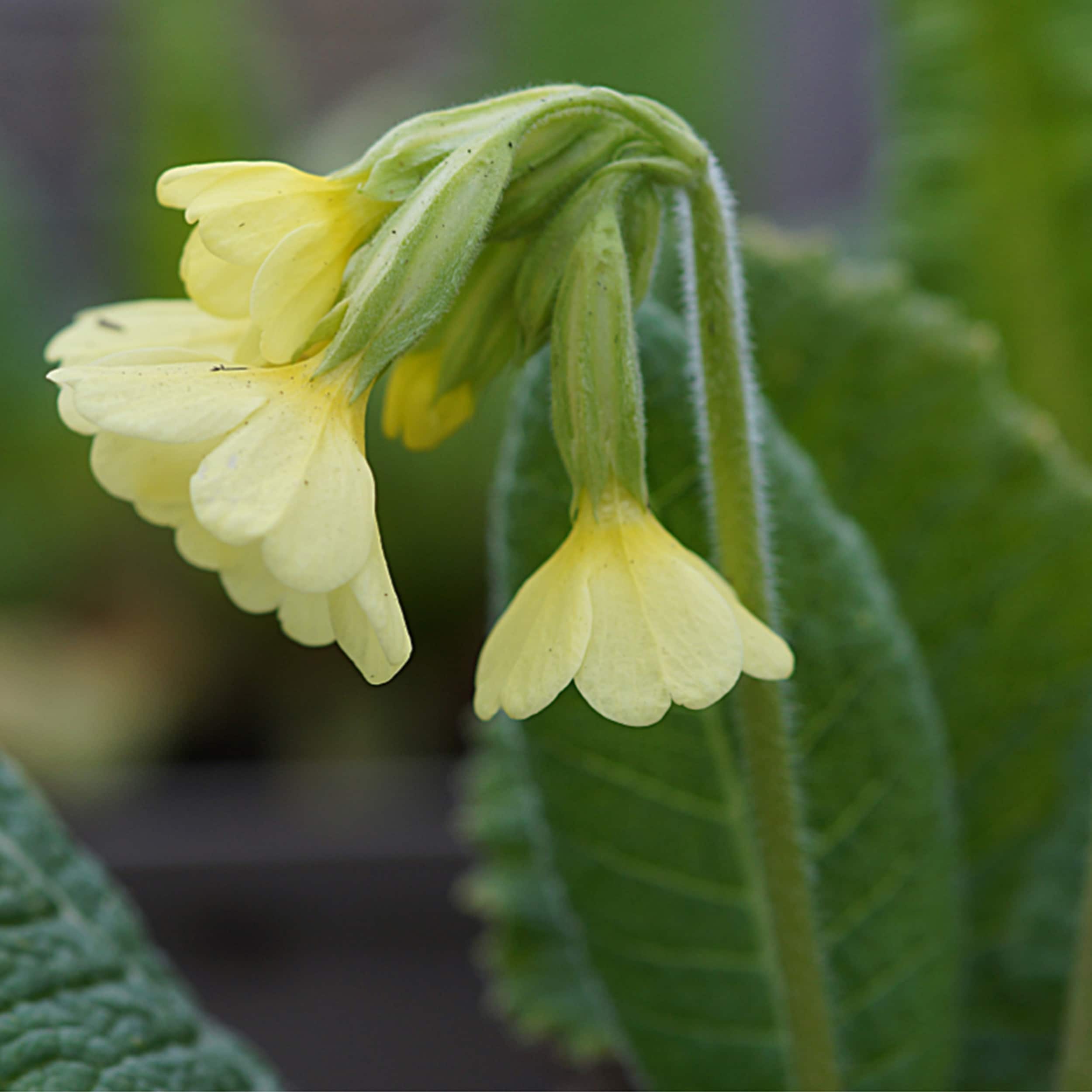Primula elatior (Wildform) - Wiesen-Himmelschlüsselblume