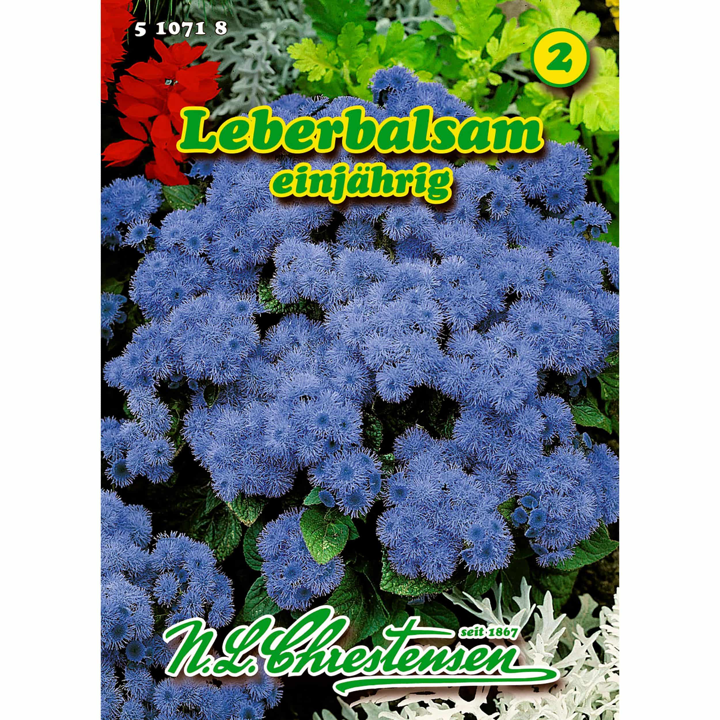 Ageratum houstonianum, Leberbalsam