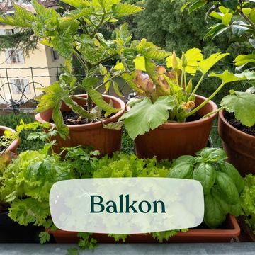 Saatgut für Balkon
