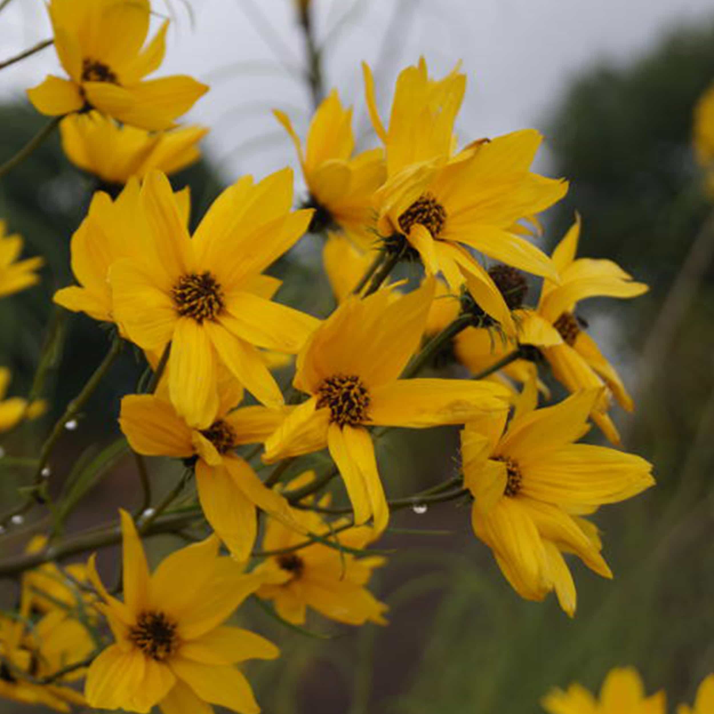 Helianthus salicifolius - Weidenblättrige Sonnenblume