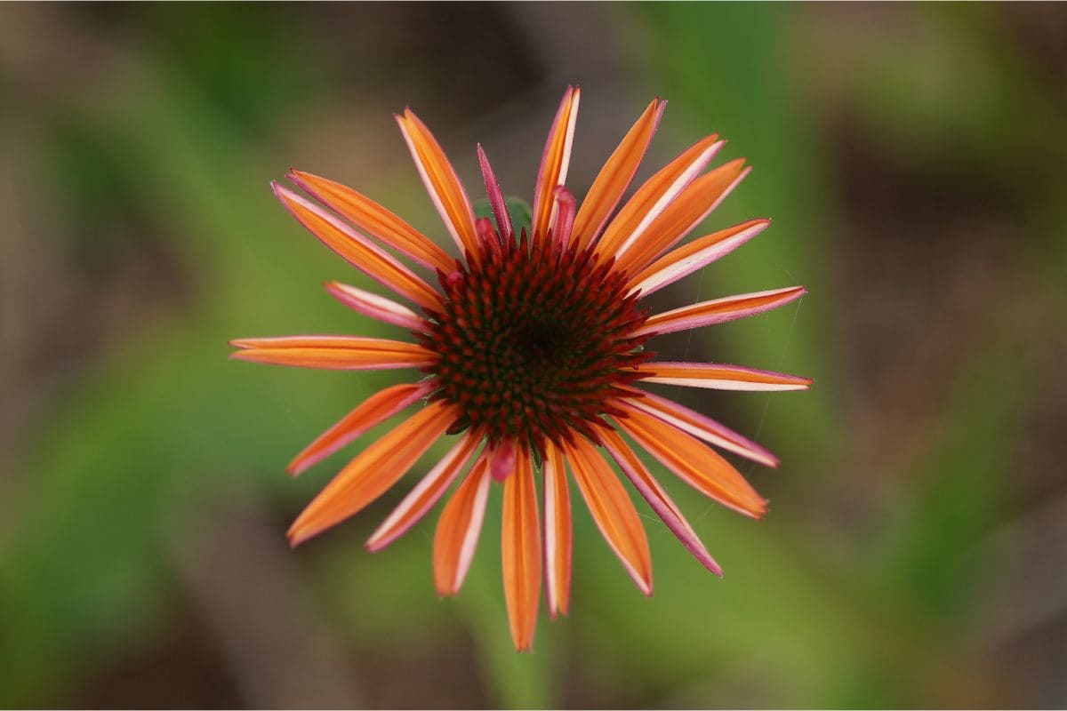 Echinacea purpurea 'Sundown' ® - Sonnenhut