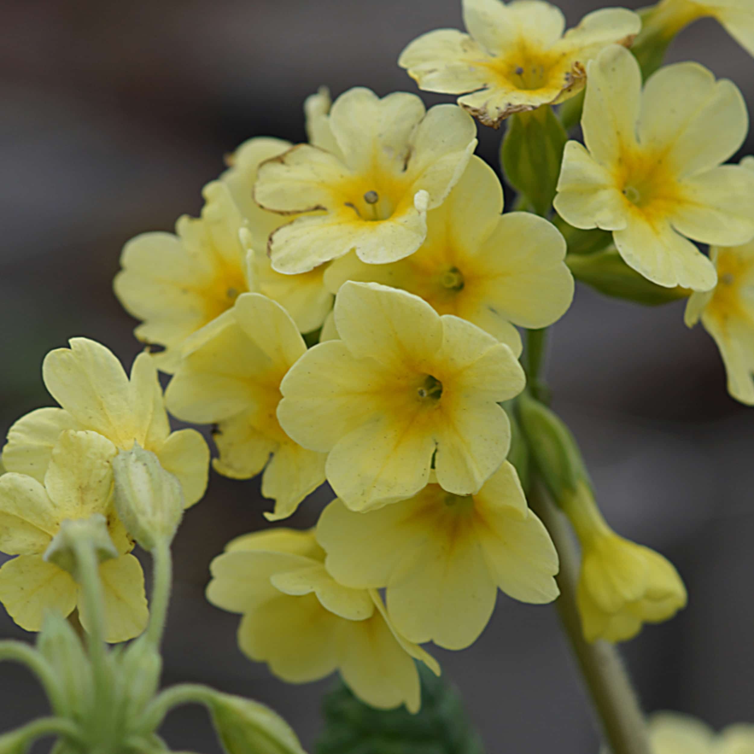 Primula elatior (Wildform) - Wiesen-Himmelschlüsselblume