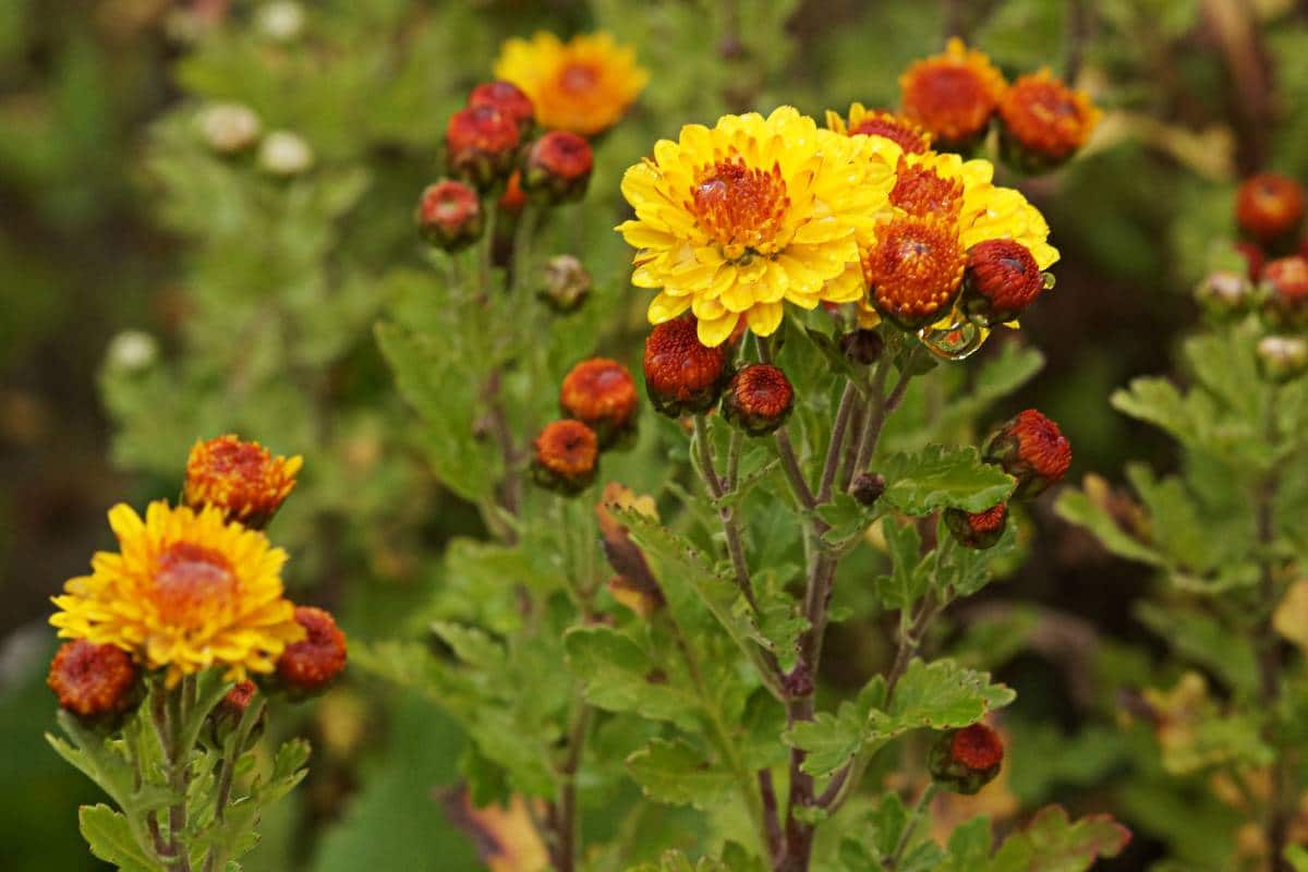 Chrysanthemum Indicum-Hybr. 'Bienchen' - Winteraster