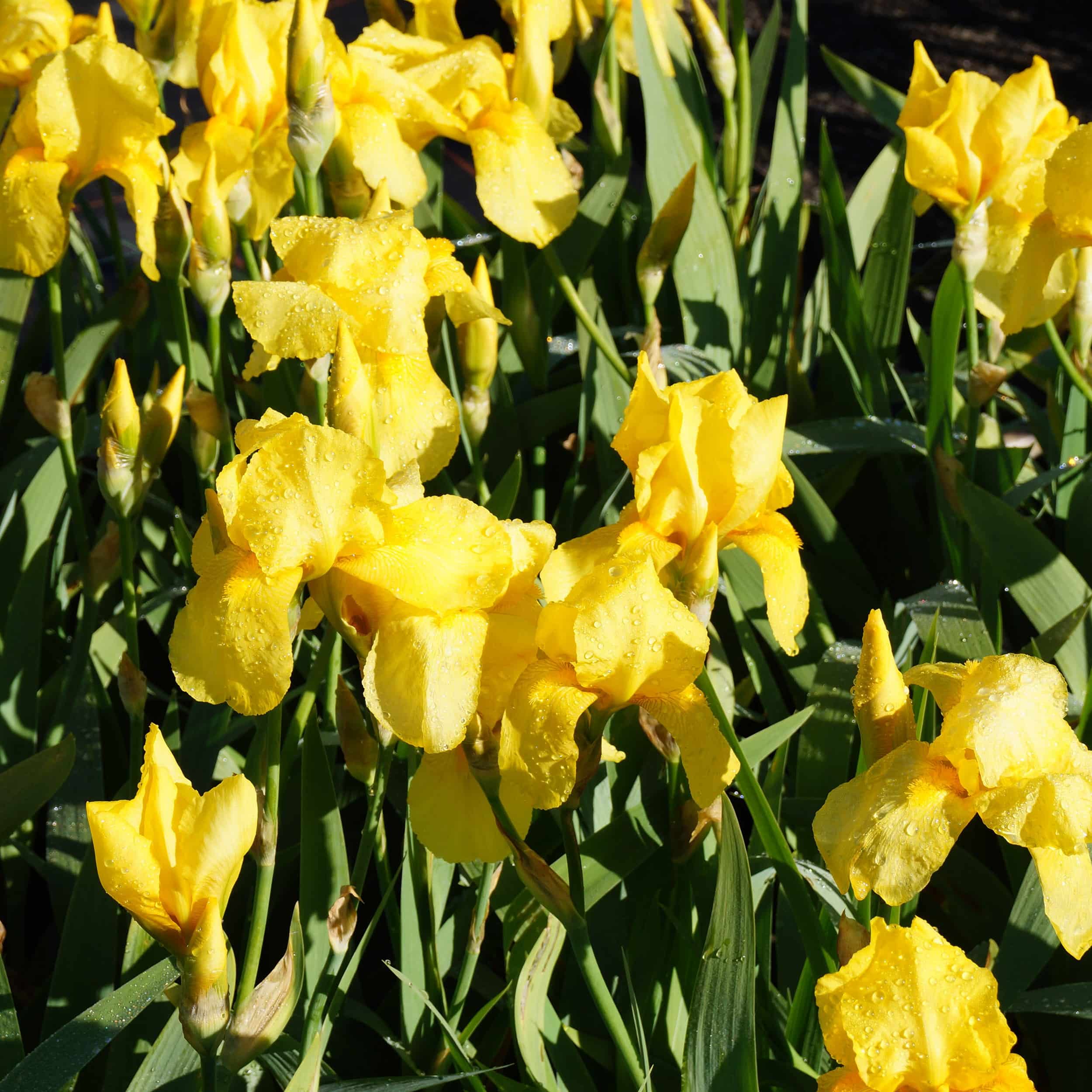 Iris barbata-elatior 'Goldfackel' - Hohe Bartschwertlilie