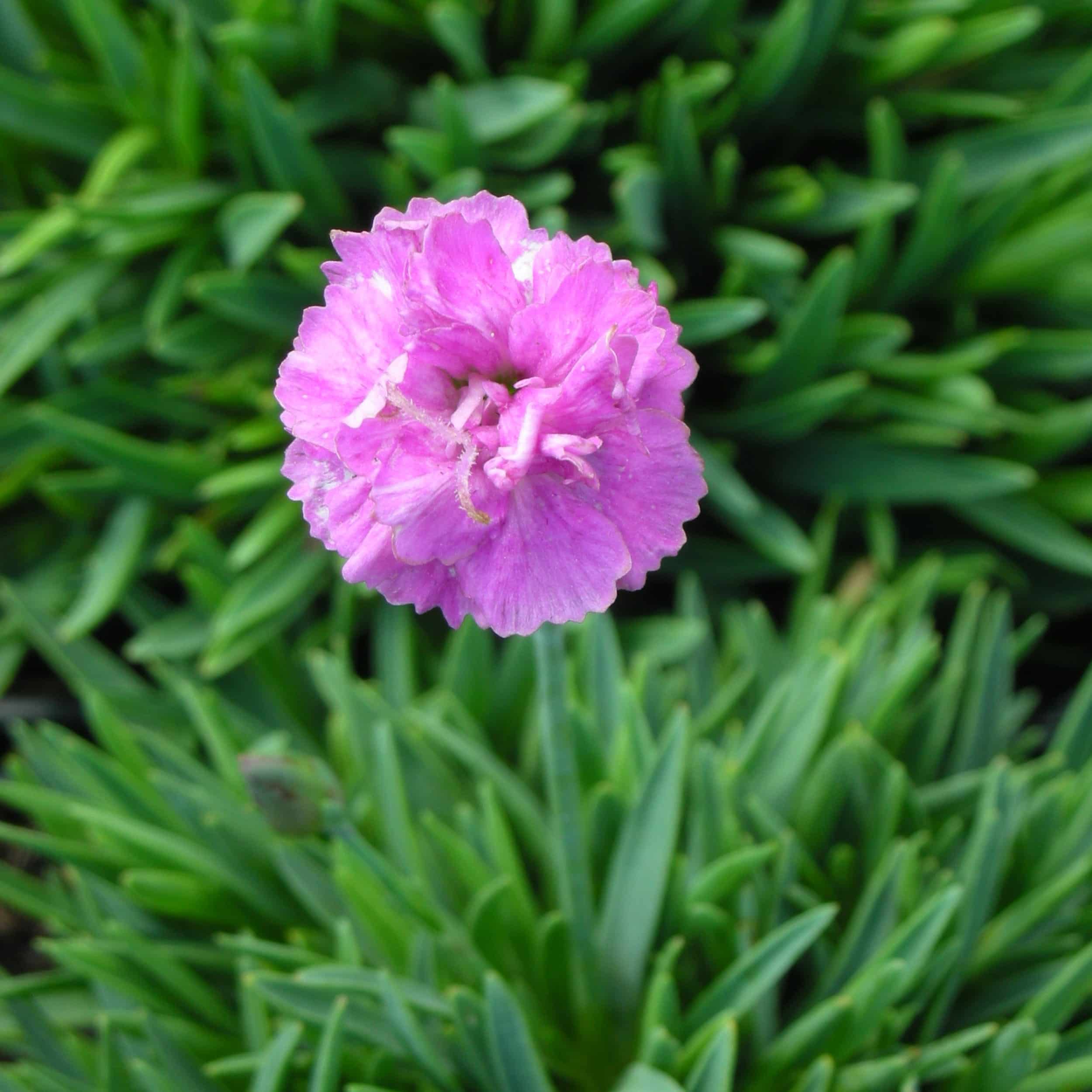 Dianthus Gratianopolitanus-Hybr. 'Pink Jewel' - Pfingstnelke