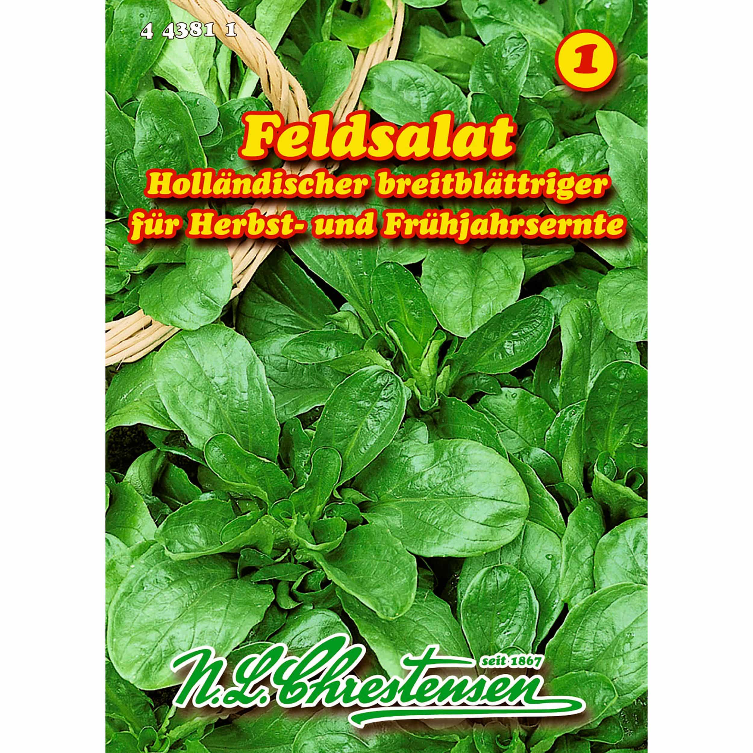 Feldsalat, Holländischer breitblättriger für ca. 4-6 lfd. Meter