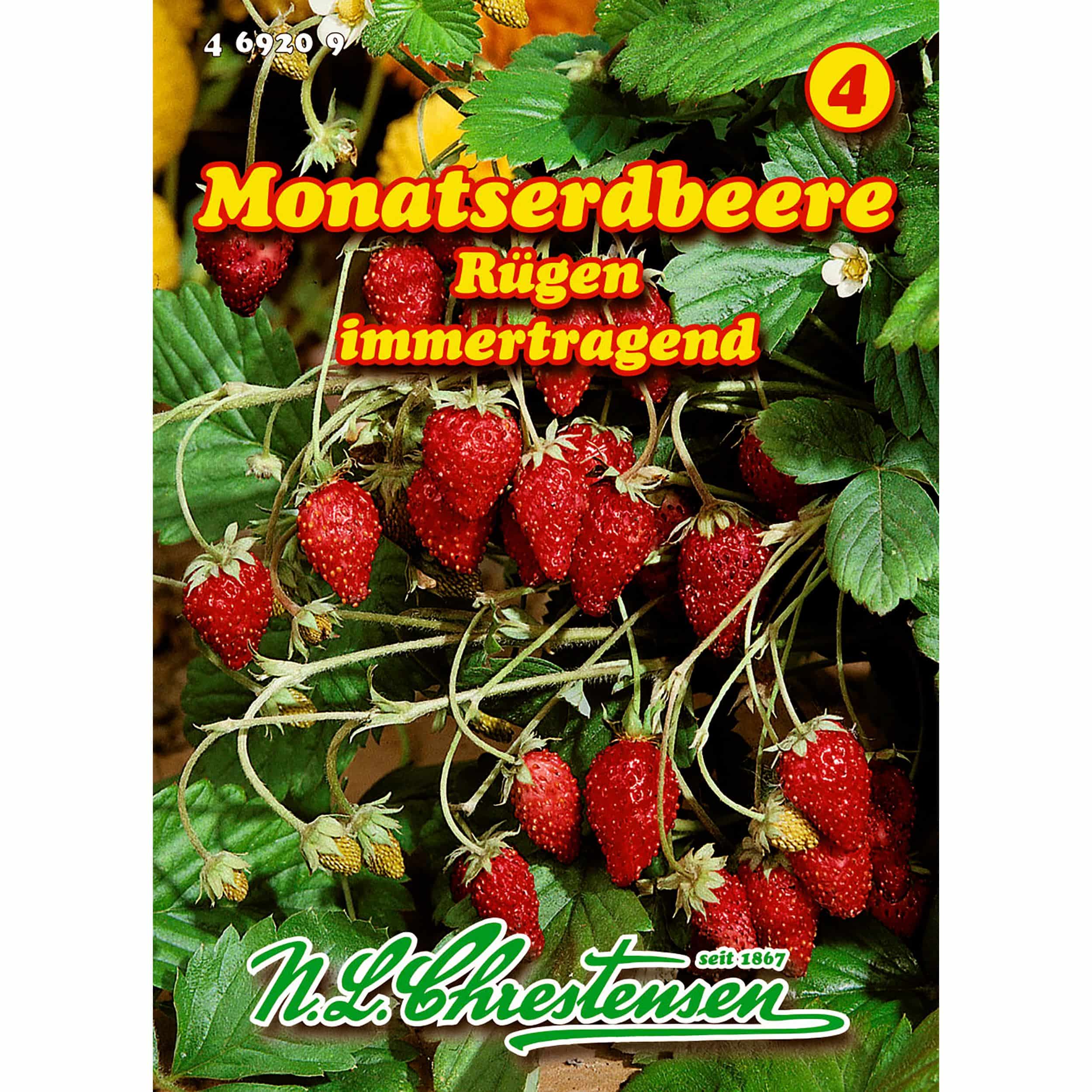 Monatserdbeere, Rügen