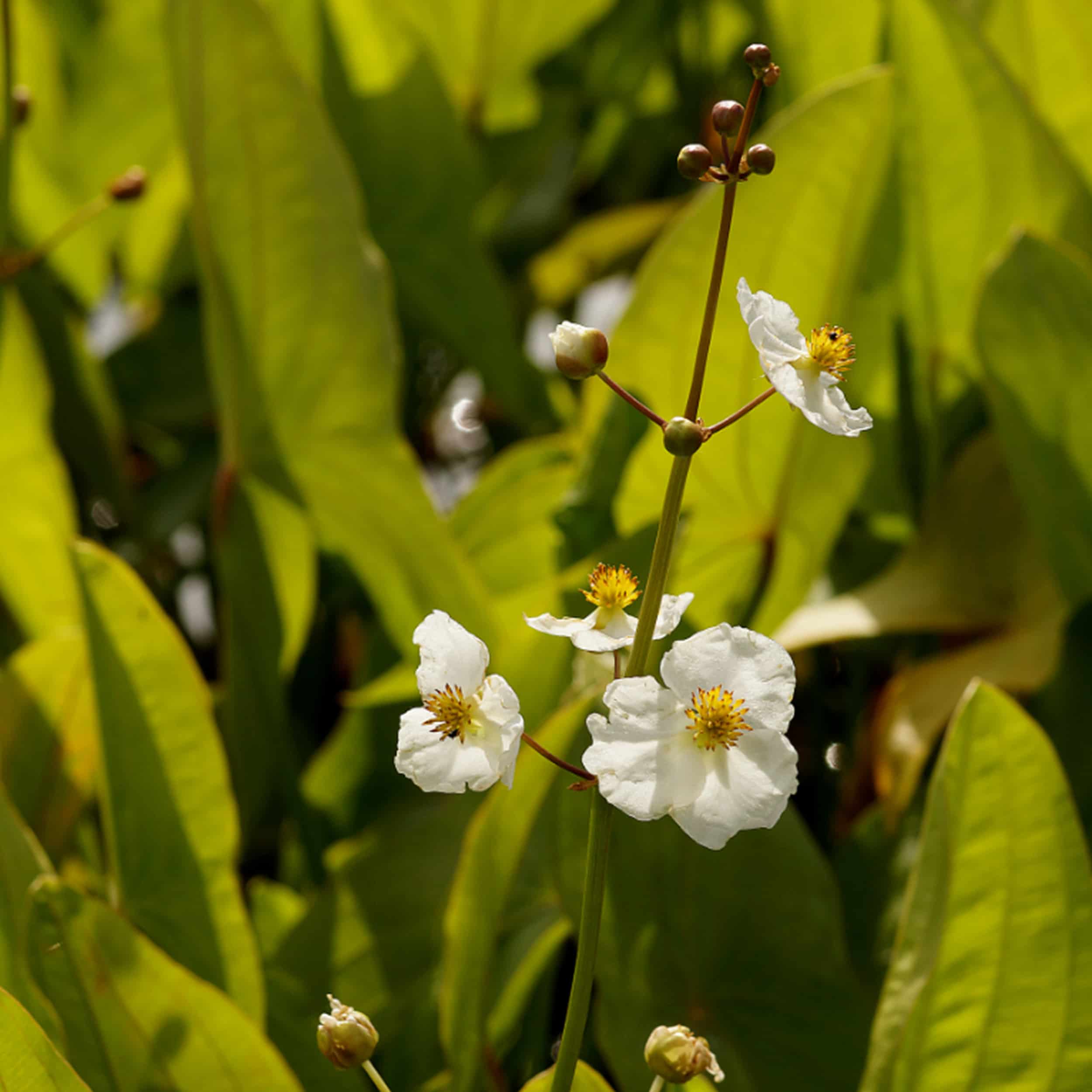 Sagittaria latifolia - Großblättriges Pfeilkraut