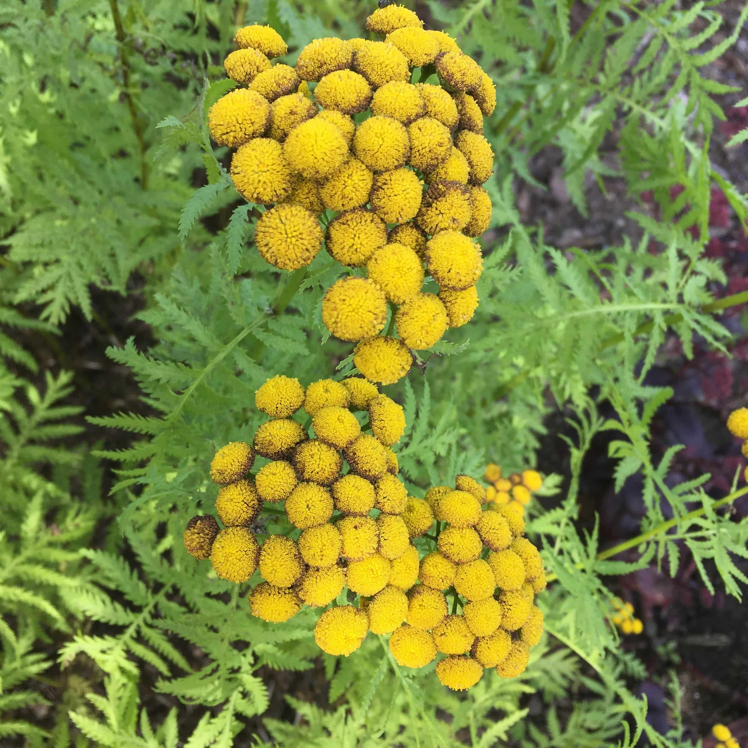Chrysanthemum vulgare 'Isla Gold' - Gelblaubiger Rainfarn