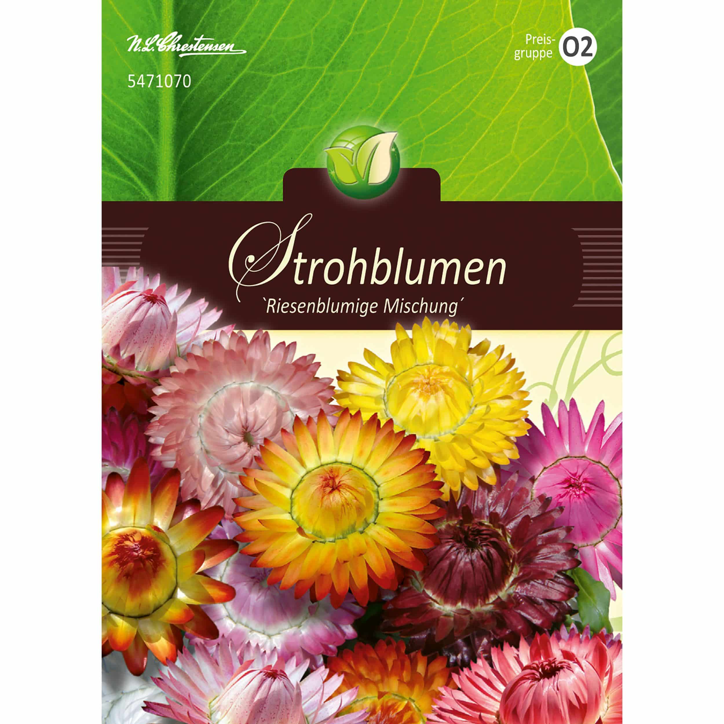 Helichrysum, Strohblumen, Riesenbl. Mg.