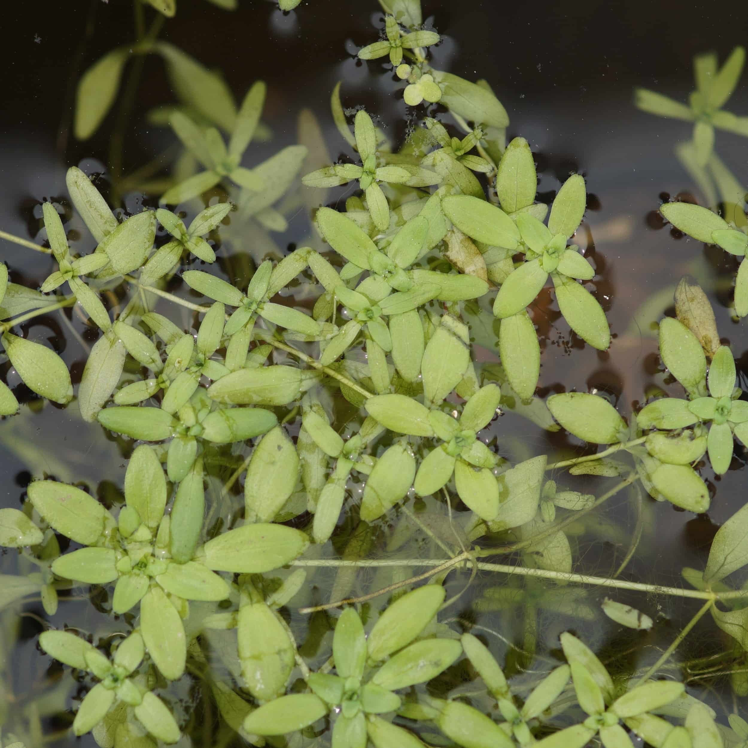 Callitriche palustris - Frühlingswasserstern