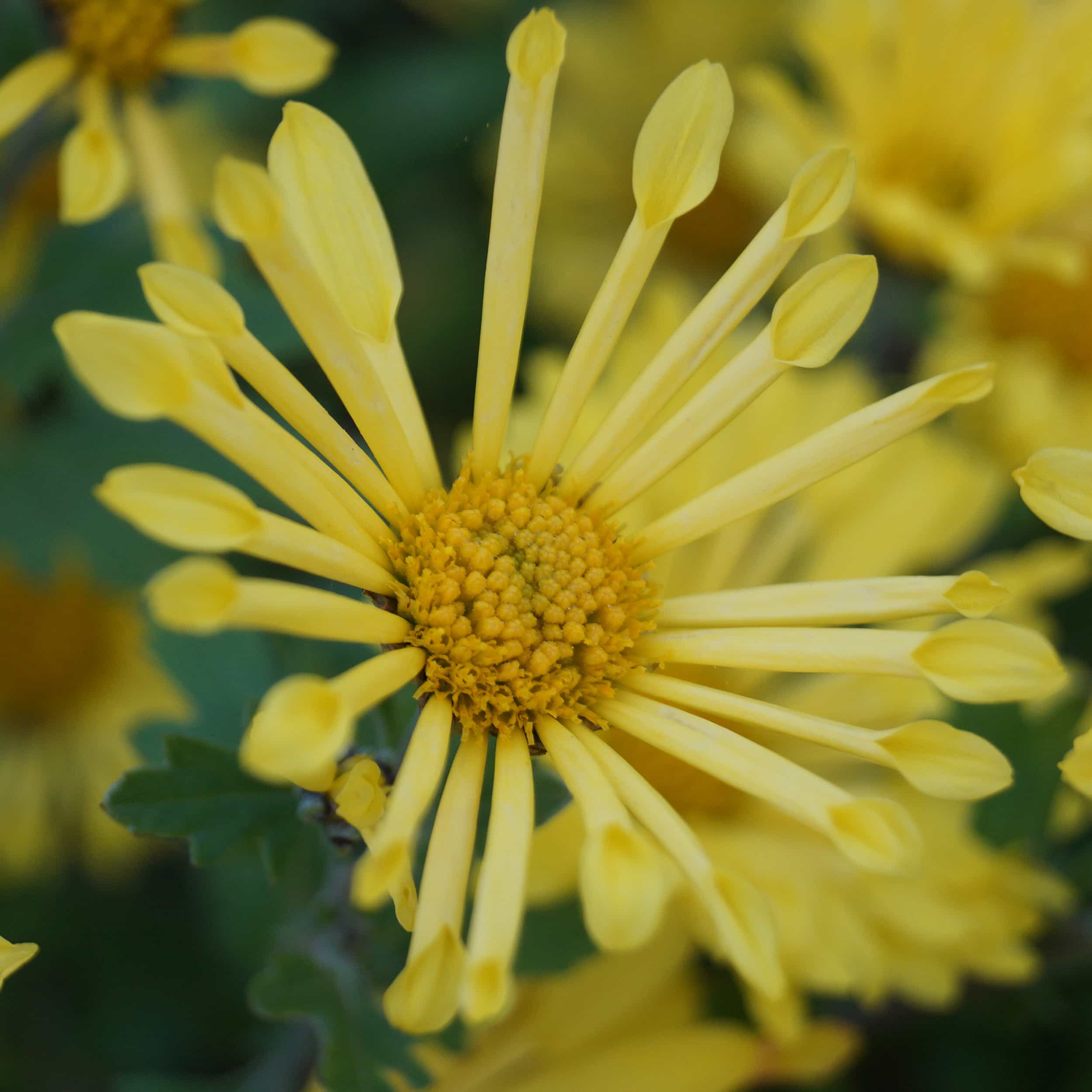 Chrysanthemum Indicum-Hybr. 'Tante Heti' - Winteraster