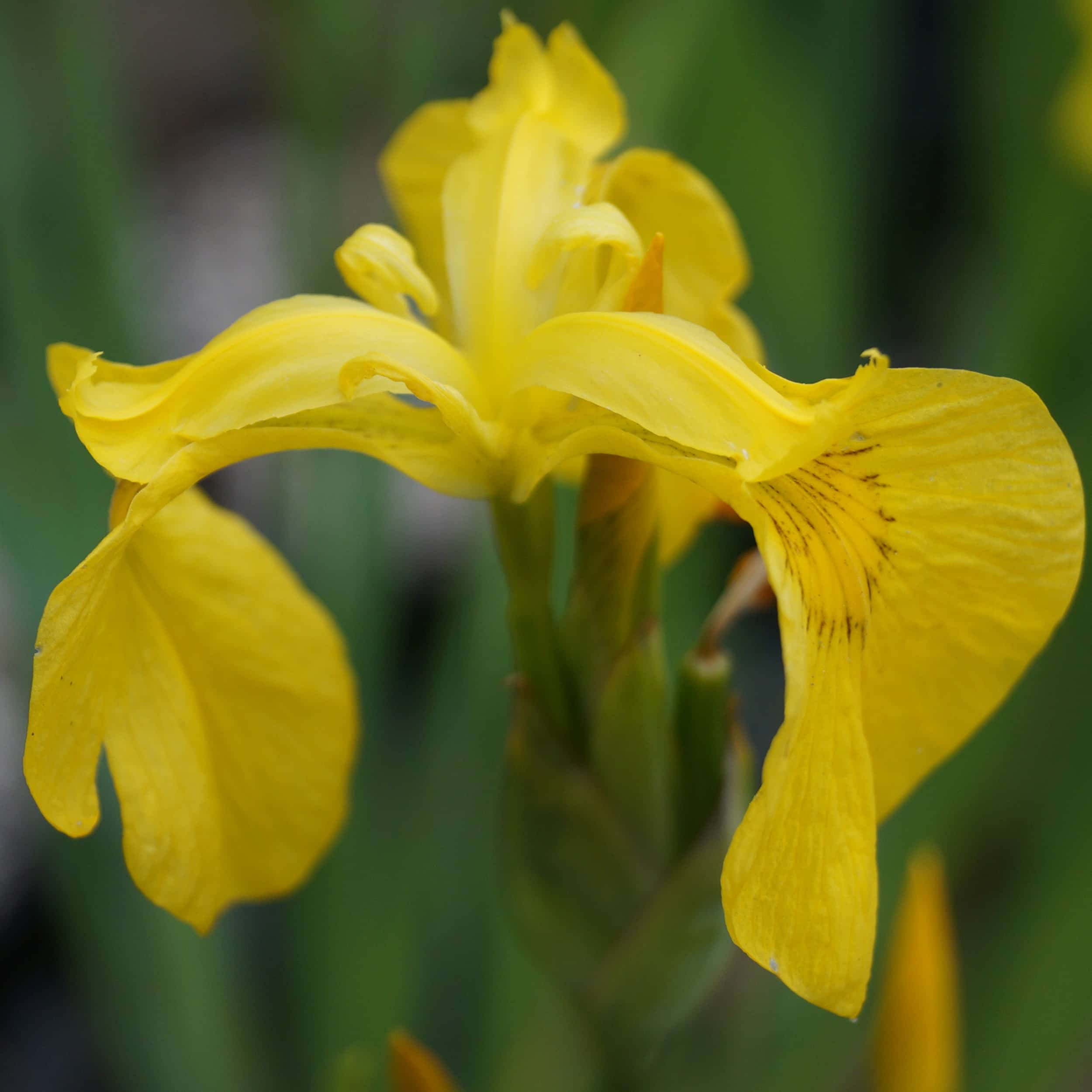 Iris pseudacorus - Sumpfschwertlilie