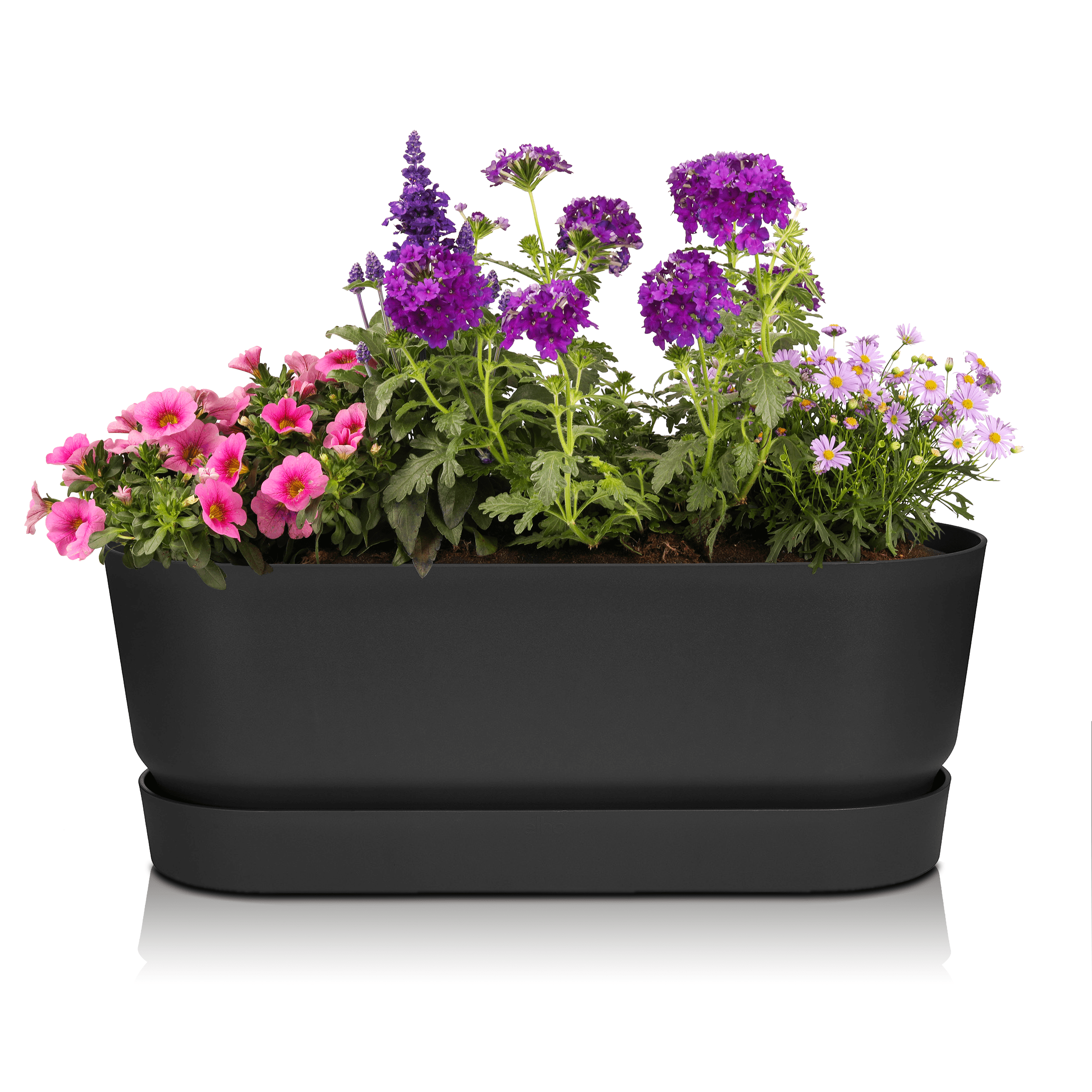 Sommerblumen Starter-Set Greenville schwarz 50 cm lila/rosa Halbschatten