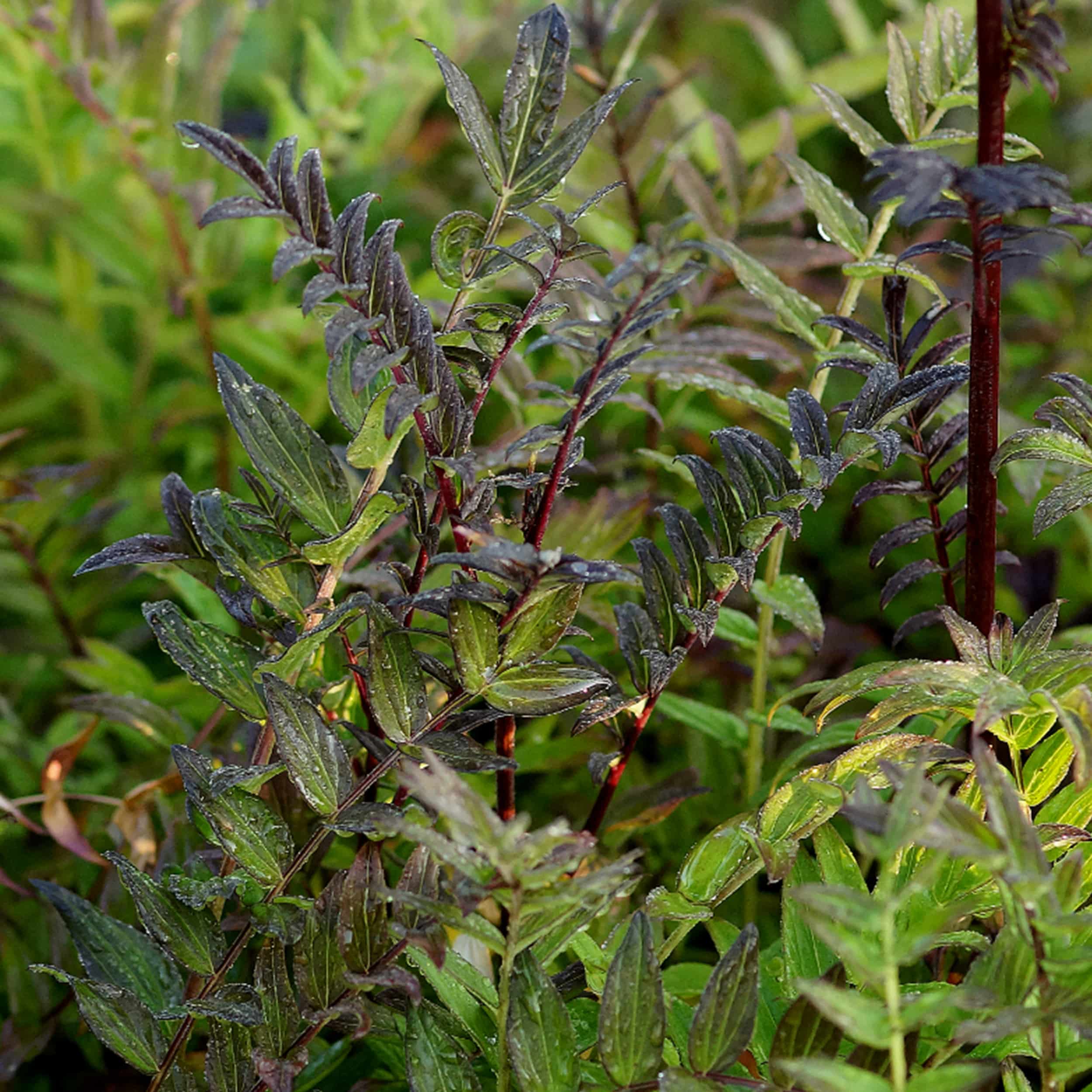 Polemonium yezoense 'Purple Rain' - Purpur-Jakobsleiter