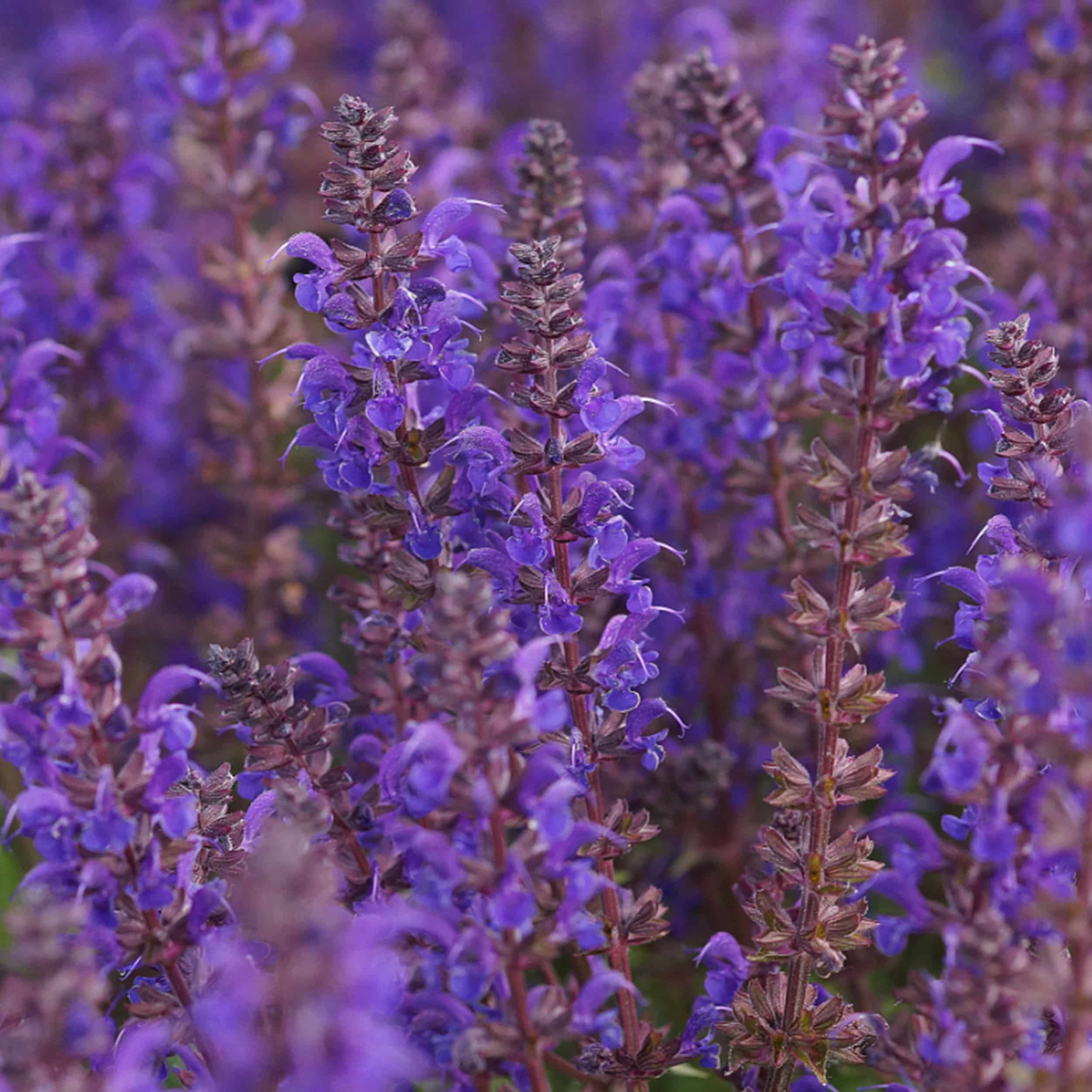 Salvia nemorosa 'Viola Klose' -Steppen-Salbei