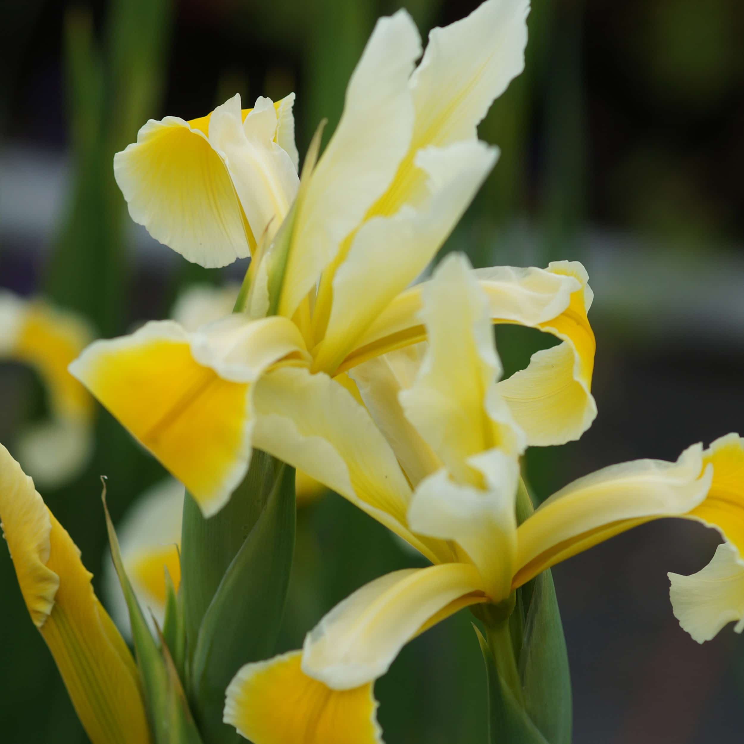 Iris orientalis (ochr.'Gigantea') - Steppeniris