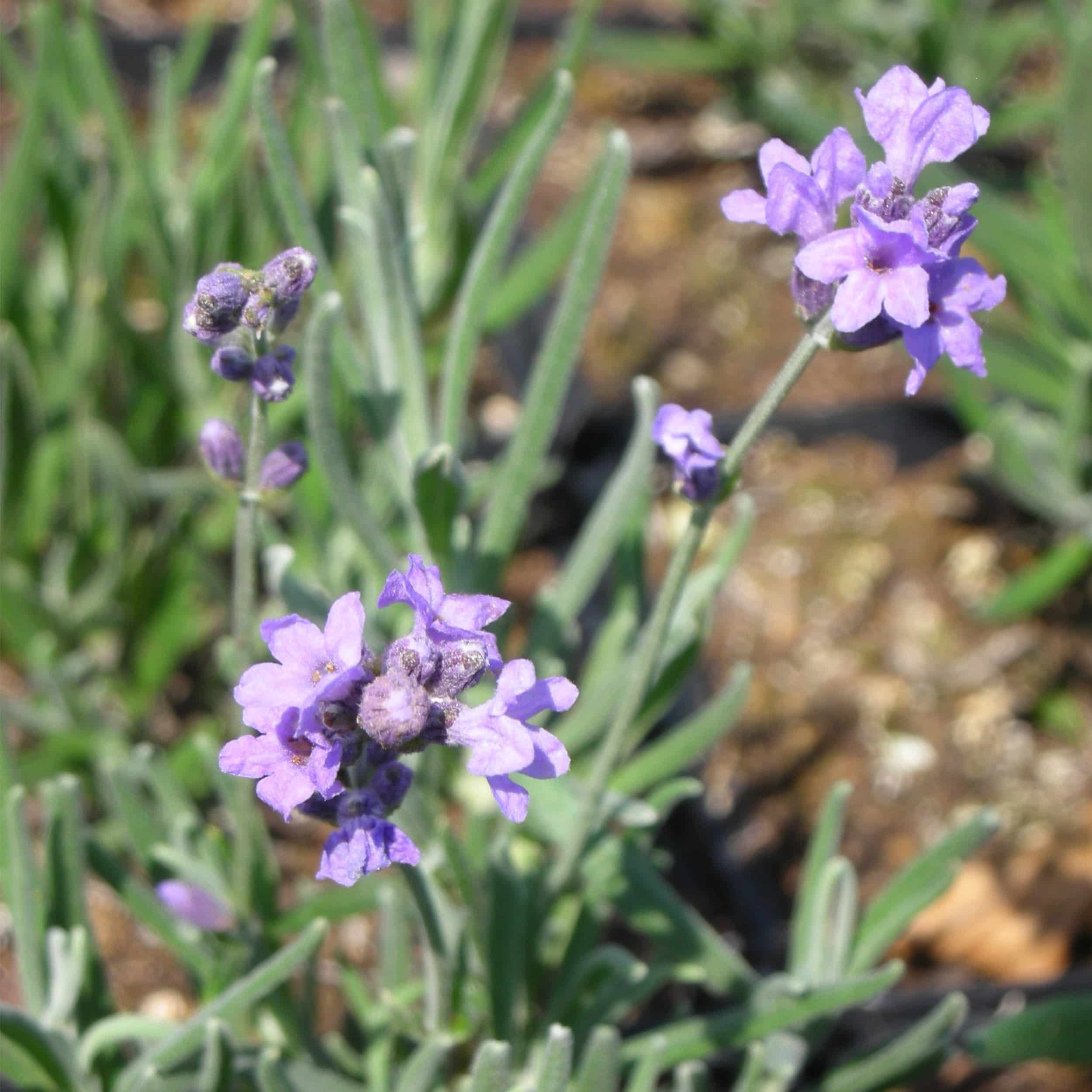 Lavandula angustifolia 'Dwarf Blue' - Garten-Lavendel